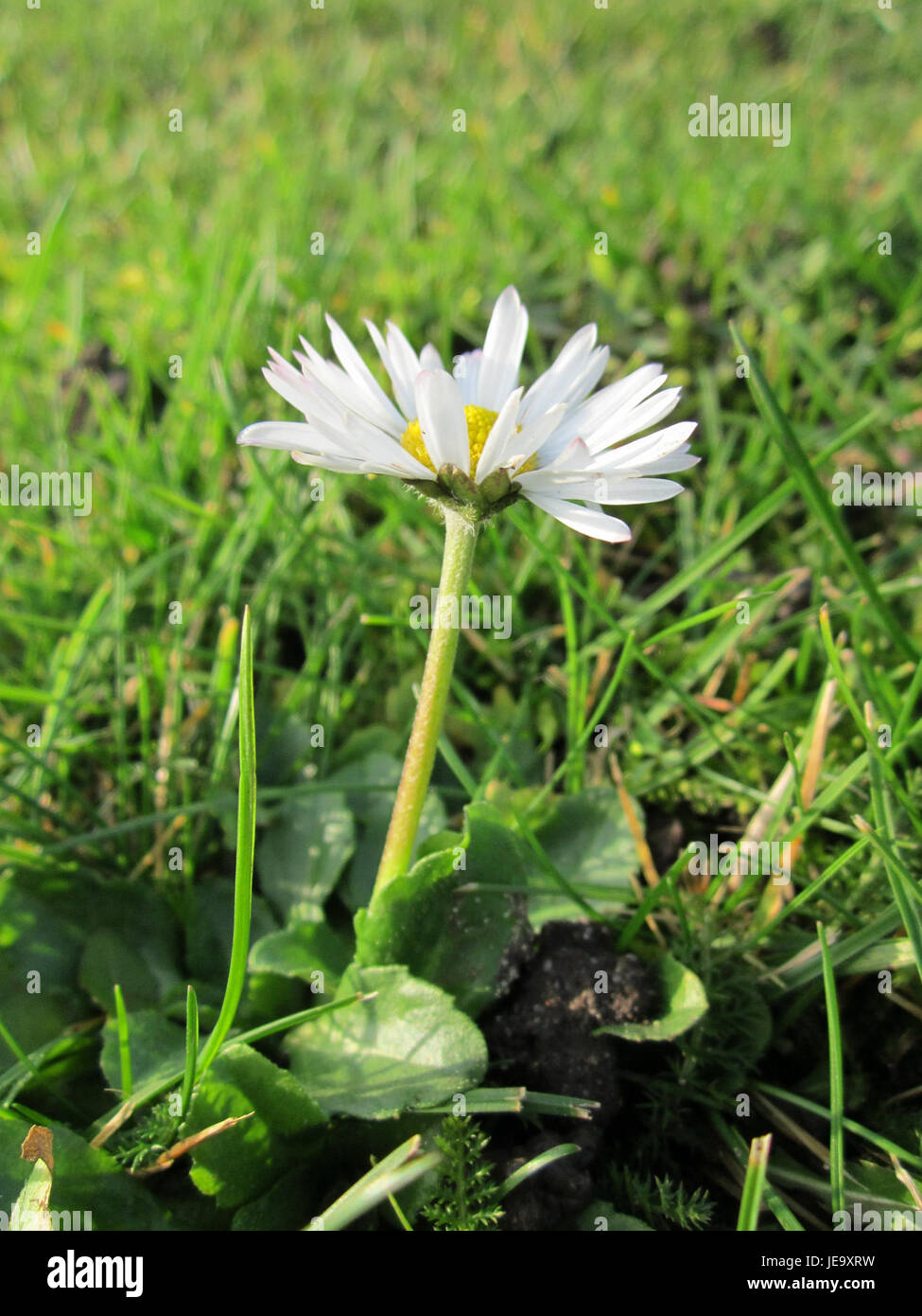 L'immagine mostra un primo piano di una margherita (Bellis perennis) a Hockenheim, Germania. Noto per i suoi petali bianchi e il centro giallo, questo fiore selvatico comune si trova spesso nei prati e nei prati. Le margherite sono ammirate per il loro aspetto semplice ma vibrante, che simboleggia purezza e innocenza. Foto Stock