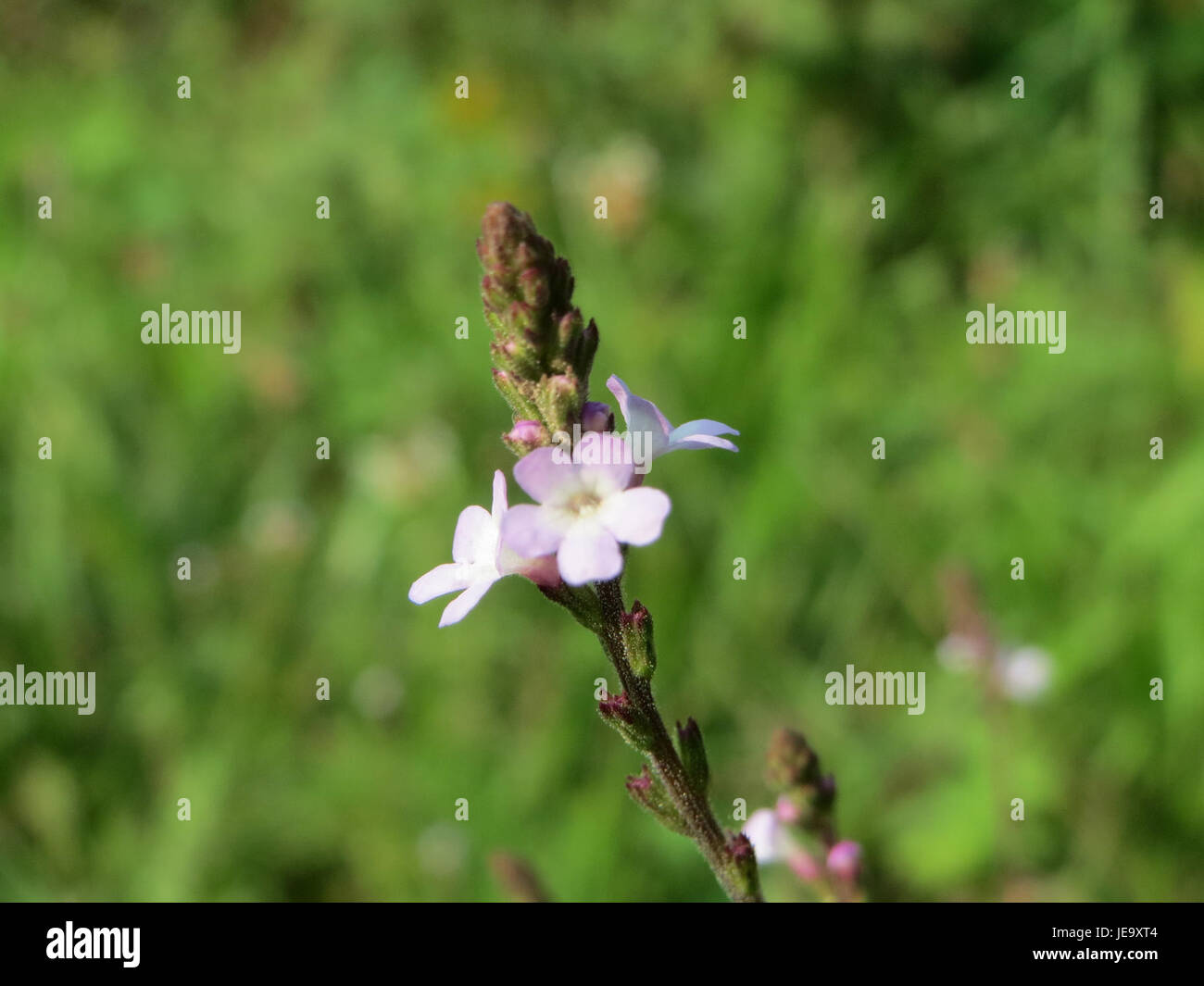 L'immagine mostra la specie vegetale Verbena officinalis, comunemente nota come vervain. Questa erba perenne è nota per le sue proprietà medicinali e il suo uso nei rimedi tradizionali a base di erbe per vari disturbi. Foto Stock