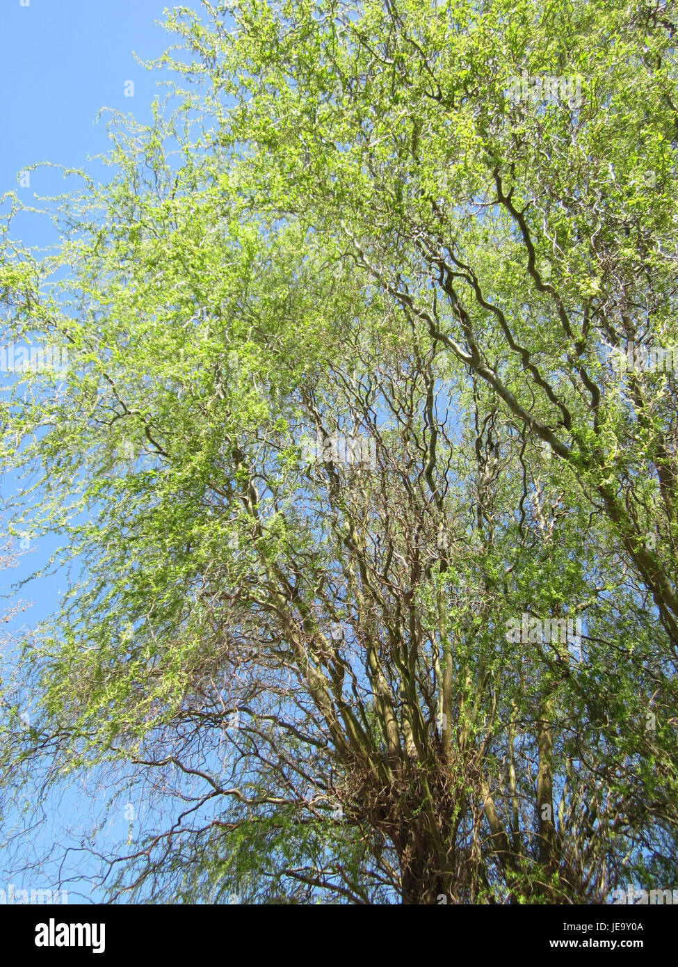 Questa immagine mostra il salice del cavatappi (*Salix matsudana*), una specie di albero nota per i suoi rami contorti. La foto è stata scattata il 25 aprile 2013 a Hockenheim, mostrando la forma unica e il modello di crescita dell'albero. Foto Stock