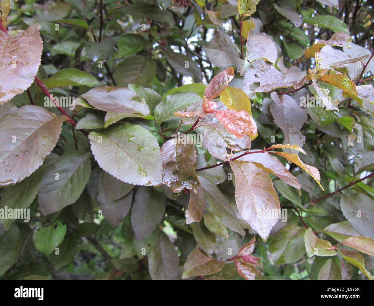 Questa immagine scattata il 27 aprile 2013 mostra la via Berlinallee a Hockenheim. Cattura una vista del paesaggio urbano, con i suoi edifici e il verde, che riflettono una tipica area residenziale. Foto Stock