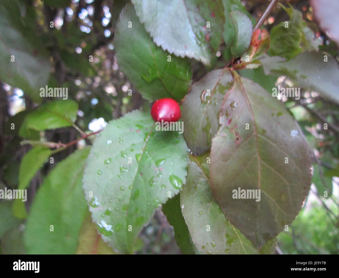 Una fotografia di Berlinallee a Hockenheim, scattata il 27 aprile 2013, che mostra il layout della strada e l'architettura locale. Foto Stock
