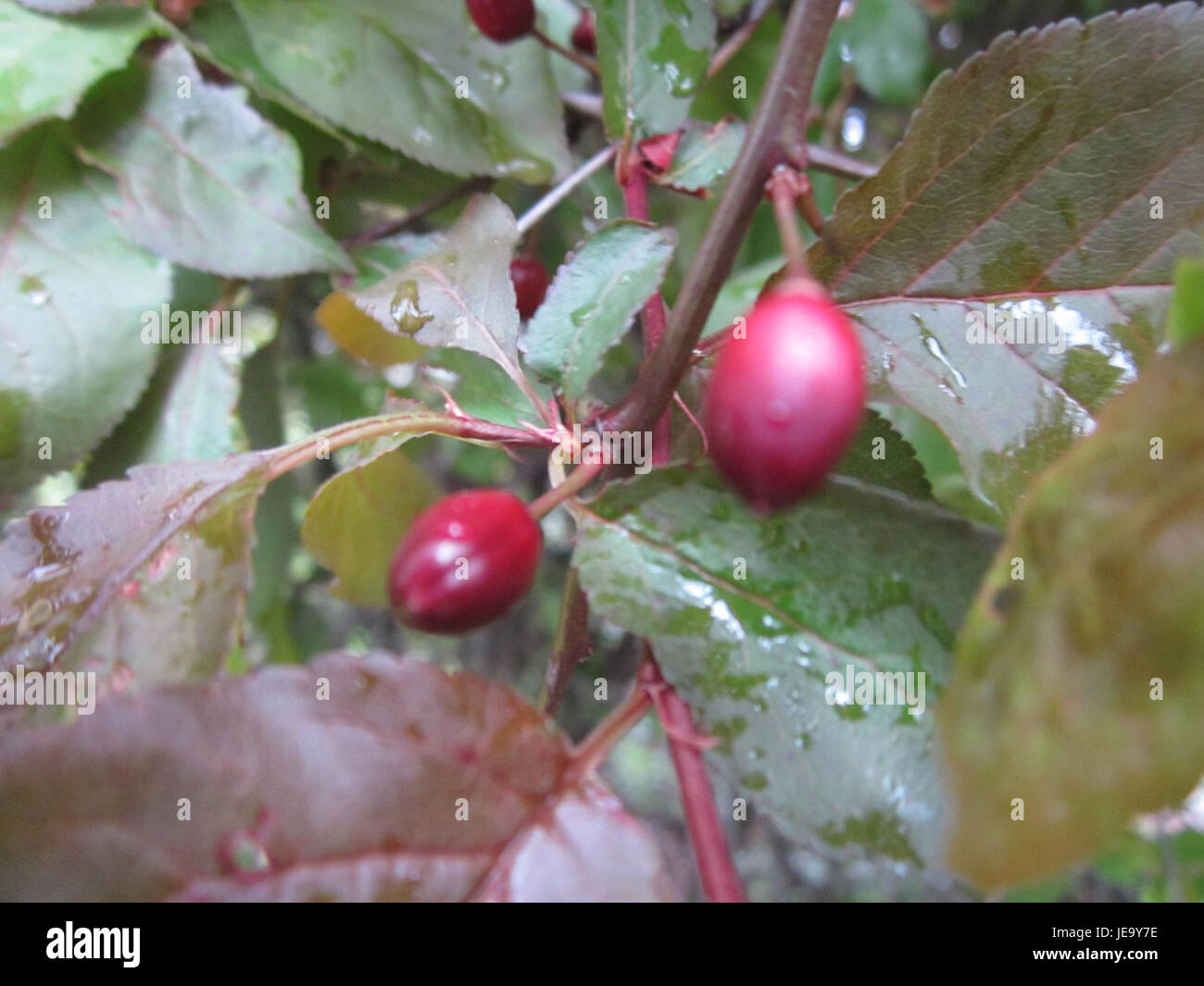 Scattata il 27 aprile 2013, questa immagine raffigura Berlinallee a Hockenheim, che mostra l'ambiente urbano e lo sviluppo residenziale della zona. Berlinallee, una strada all'interno della città, è nota per la sua miscela di architettura moderna e spazi verdi, che rappresenta lo sviluppo urbano e la pianificazione in una comunità in crescita. Foto Stock
