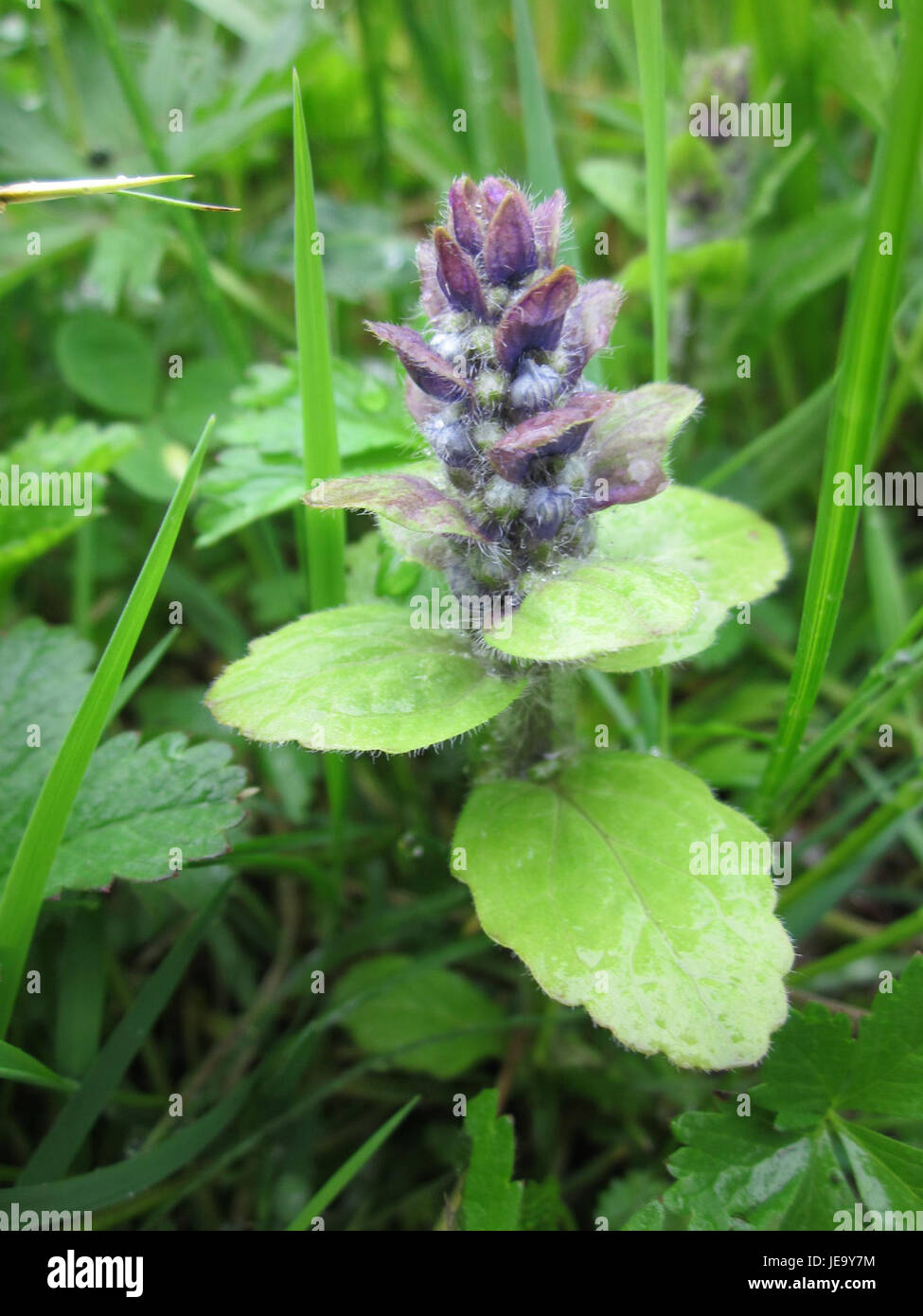 Una scena del Gartenschaupark Hockenheim, fotografata il 27 aprile 2013. Il parco fa parte di una mostra di giardini, con aiuole ben mantenute, paesaggi e sculture. I visitatori possono godere dell'armoniosa miscela di natura e arte, che riflette il tema dello spettacolo del giardino. Foto Stock