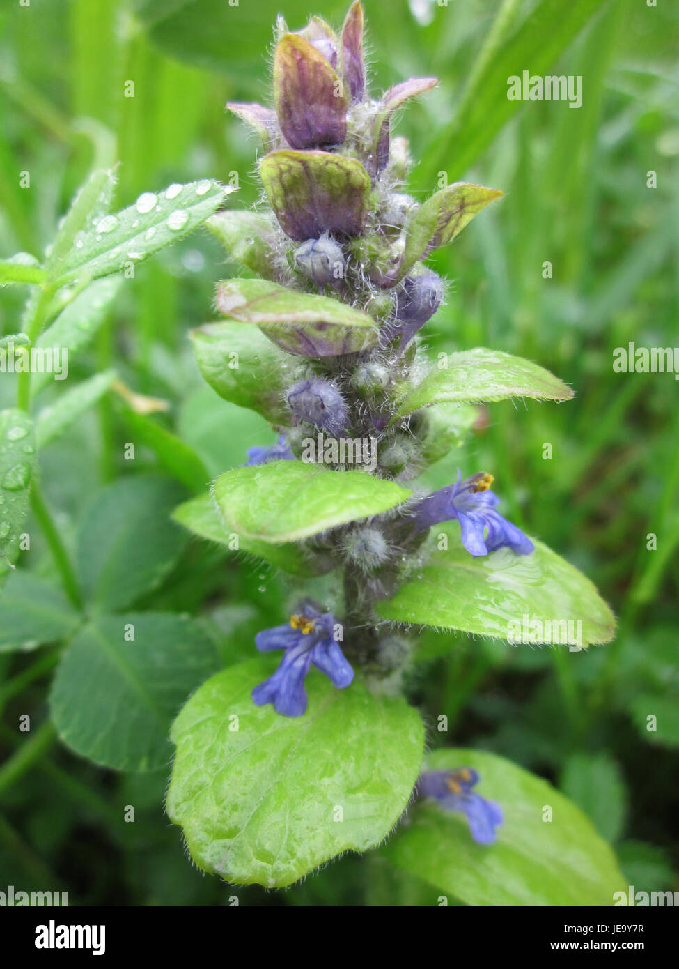 Fotografato il 27 aprile 2013, il Gartenschaupark di Hockenheim mostra la bellezza dei parchi pubblici in Germania, sottolineando il design paesaggistico, gli spazi verdi e i fiori stagionali. Foto Stock