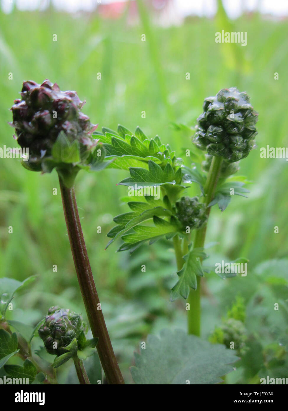 Una fotografia del 27 aprile 2013, che mostra un esemplare di *Sanguisorba officinalis*, comunemente noto come grande burnet, a Hockenheim. L'immagine sottolinea i caratteristici fiori rosso-viola della pianta e la sua presenza nei prati, che contribuiscono alla biodiversità locale. Foto Stock