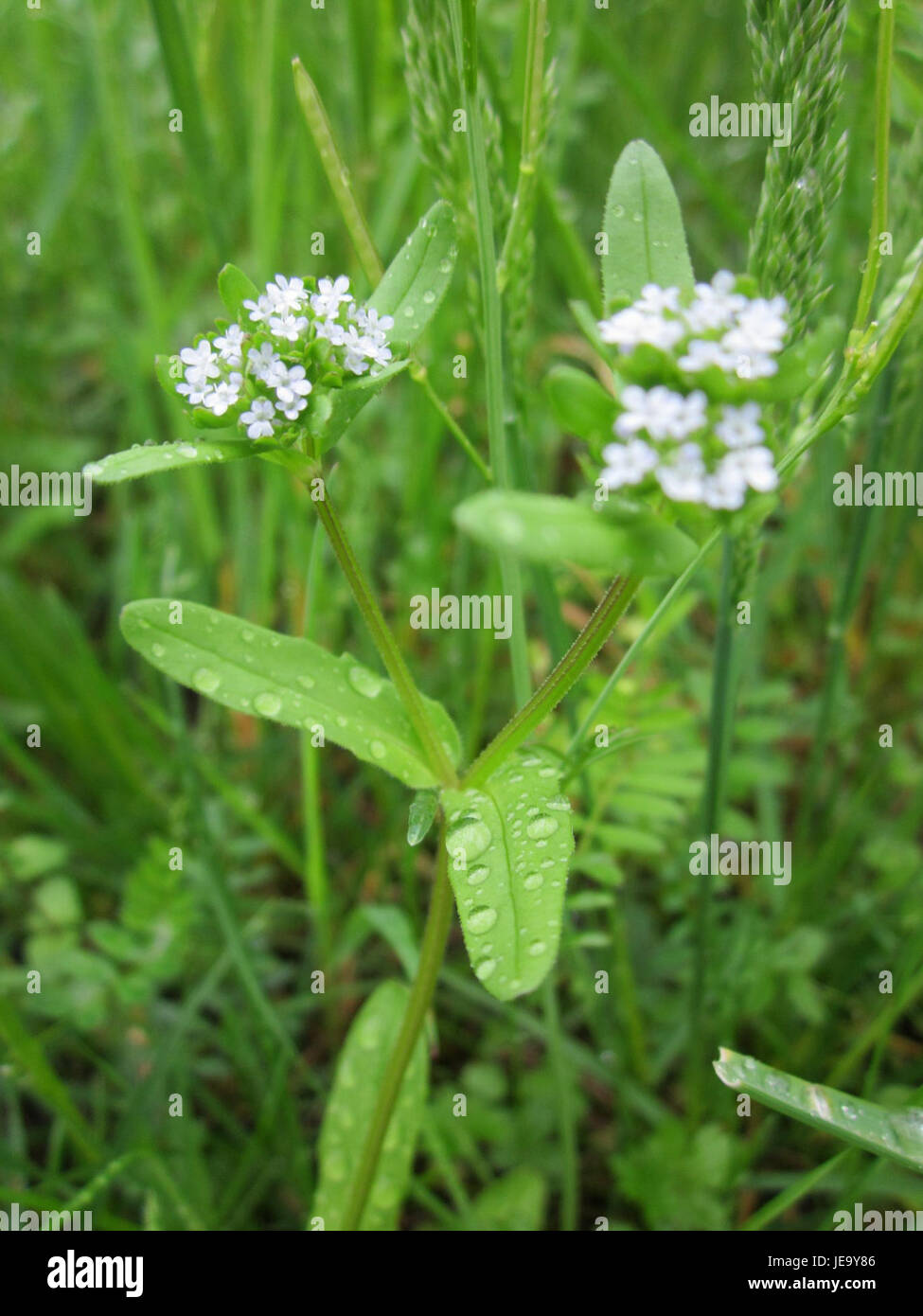 Questa immagine raffigura il Gartenschaupark di Hockenheim, Germania, scattato il 27 aprile 2013. Il parco è conosciuto per i suoi giardini splendidamente curati e gli spazi pubblici, che lo rendono una posizione popolare sia per i visitatori che per la gente del posto. Foto Stock
