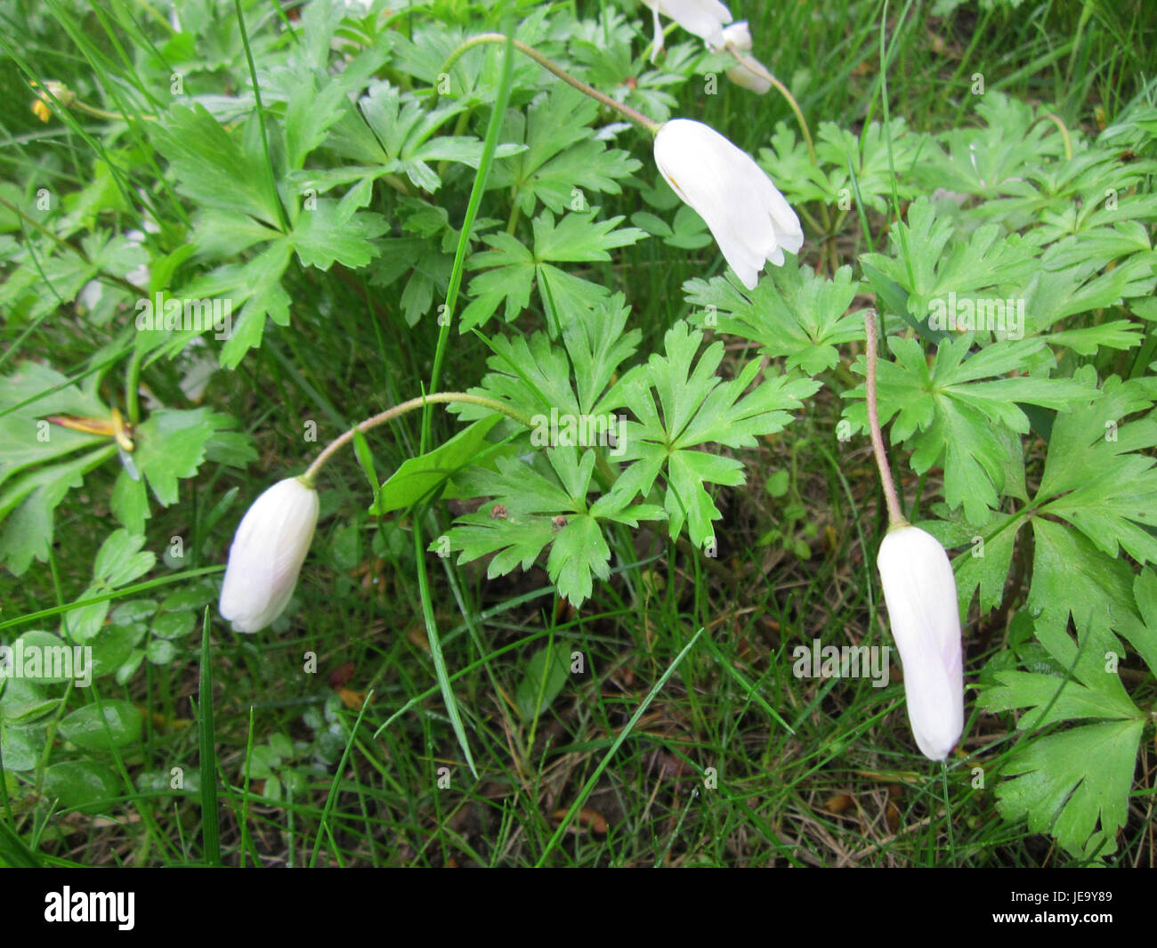 Una fotografia di Buschwindröschen (Anemone nemorosa) scattata il 27 aprile 2013 a Hockenheim, Germania, che mette in evidenza i delicati fiori bianchi tipici della primavera. Foto Stock