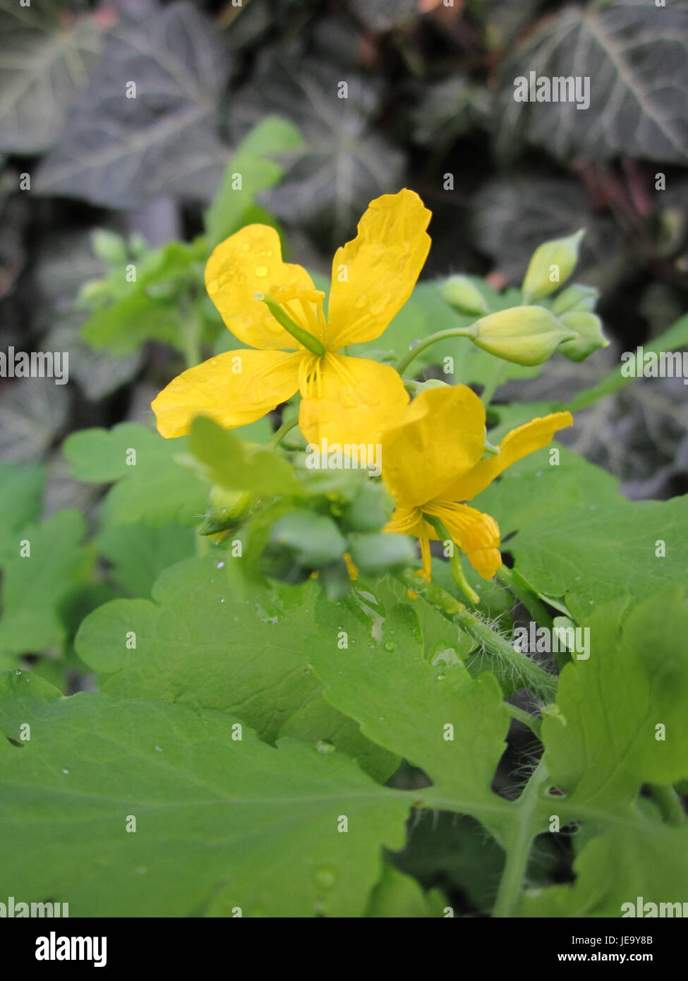 Una foto scattata il 27 aprile 2013 mostra Schoellkraut (Greater Celandine), una pianta nota per le sue proprietà medicinali. L'immagine evidenzia i caratteristici fiori gialli e le foglie verdi della pianta. Foto Stock