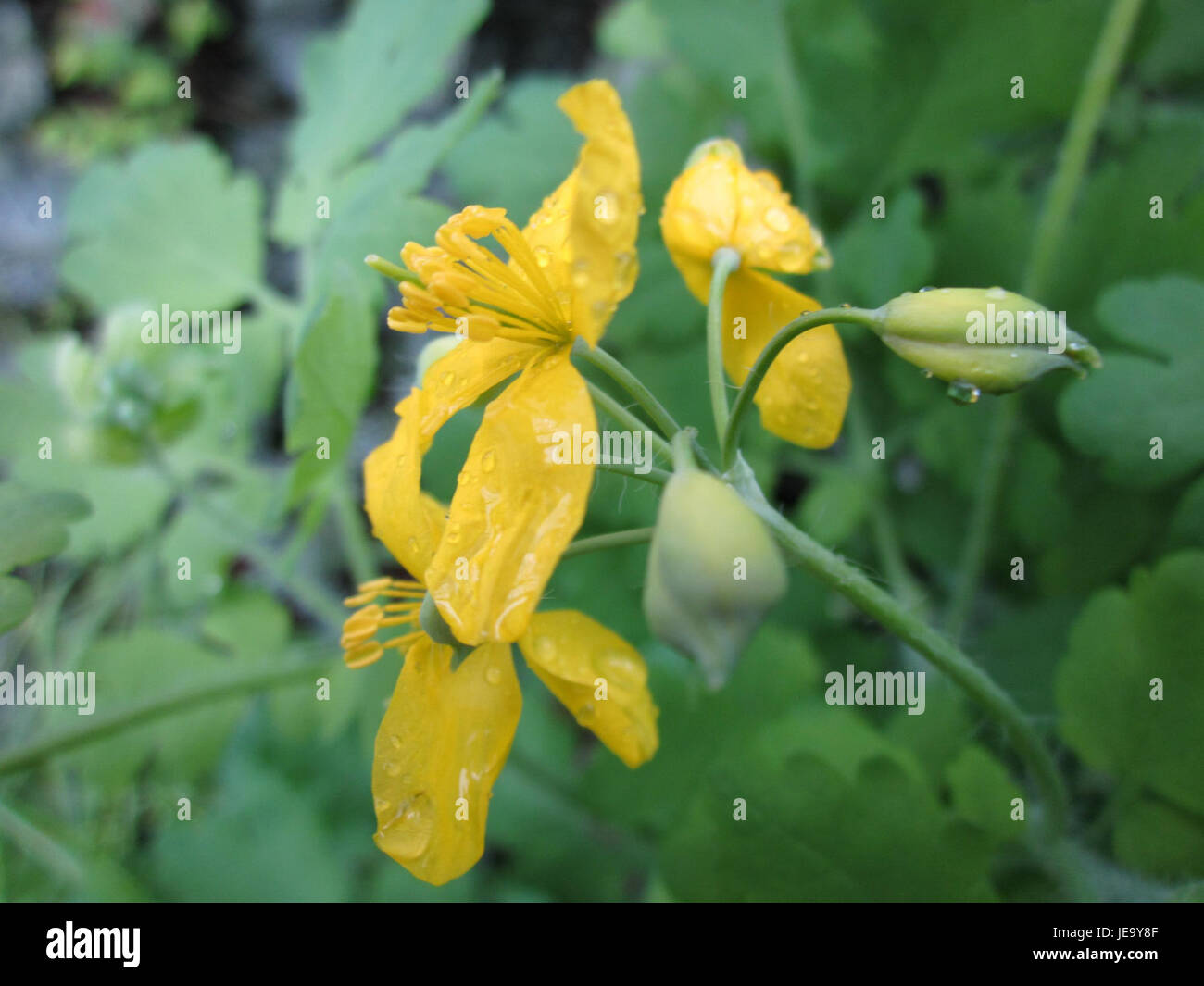 Una fotografia scattata il 27 aprile 2013, che mostra la pianta Schoellkraut di Hockenheim, nota per le sue proprietà medicinali e il suo posto nella flora locale. Foto Stock