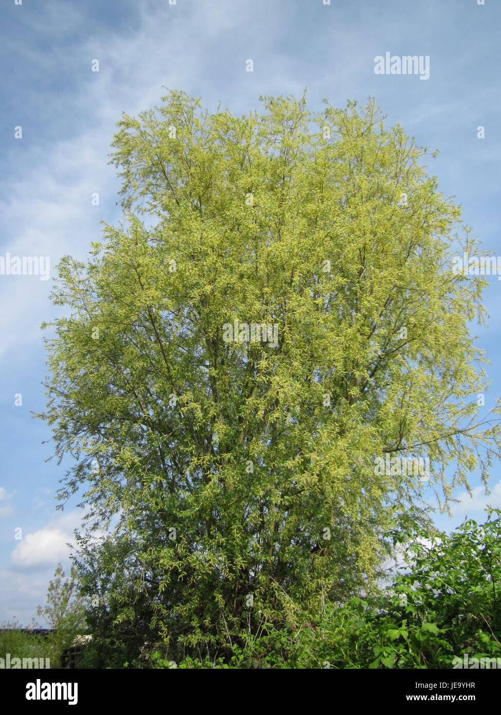 Silberweide si riferisce a un particolare tipo di pianta o habitat a Reilingen, in Germania. Il nome si riferisce probabilmente a una specie vegetale locale o regionale o a un’area ecologica che si trova nella zona. Foto Stock