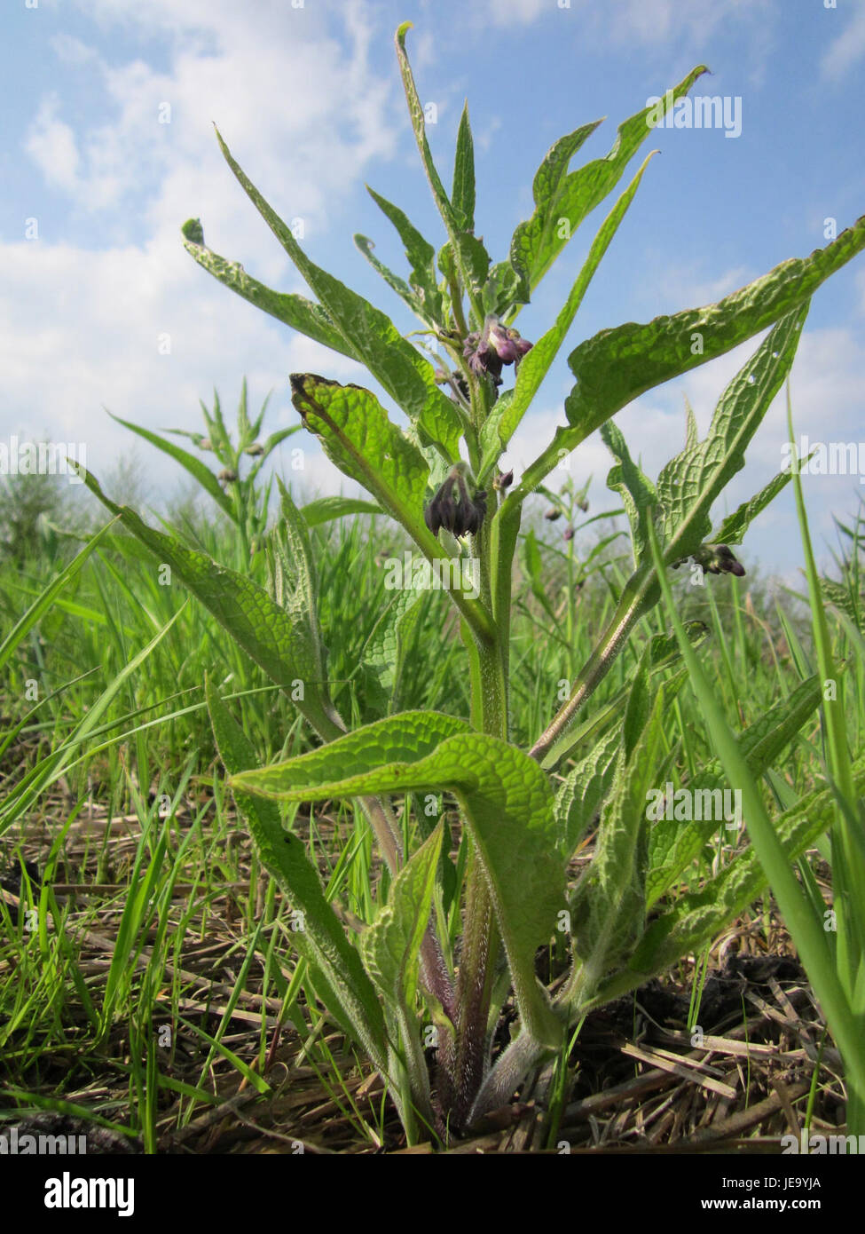 Beinwell Horststuecker è un nome tedesco che si riferisce a una specifica varietà di Comfrey, una pianta medicinale nota per le sue proprietà curative, in particolare nei rimedi erboristici. Foto Stock