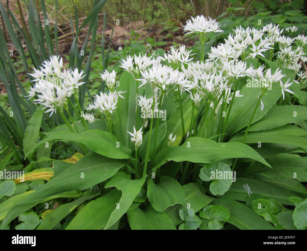 Questa immagine cattura l'aglio selvatico (Allium ursinum) che cresce a Hockenheim, noto per il suo forte profumo e le foglie commestibili. L'aglio selvatico si trova comunemente nei boschi ed è usato in cucina e nei rimedi erboristici. Foto Stock