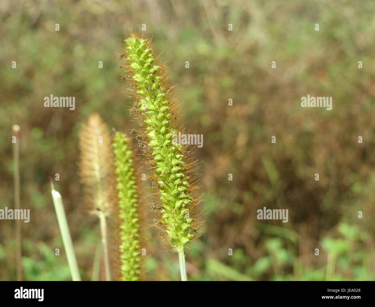 La Setaria pumila, comunemente nota come setole gialle, è una specie di erba che si trova in varie regioni. È caratterizzato da teste di semi gialle e brillanti ed è comunemente presente in terreni, strade e campi disturbati. Foto Stock