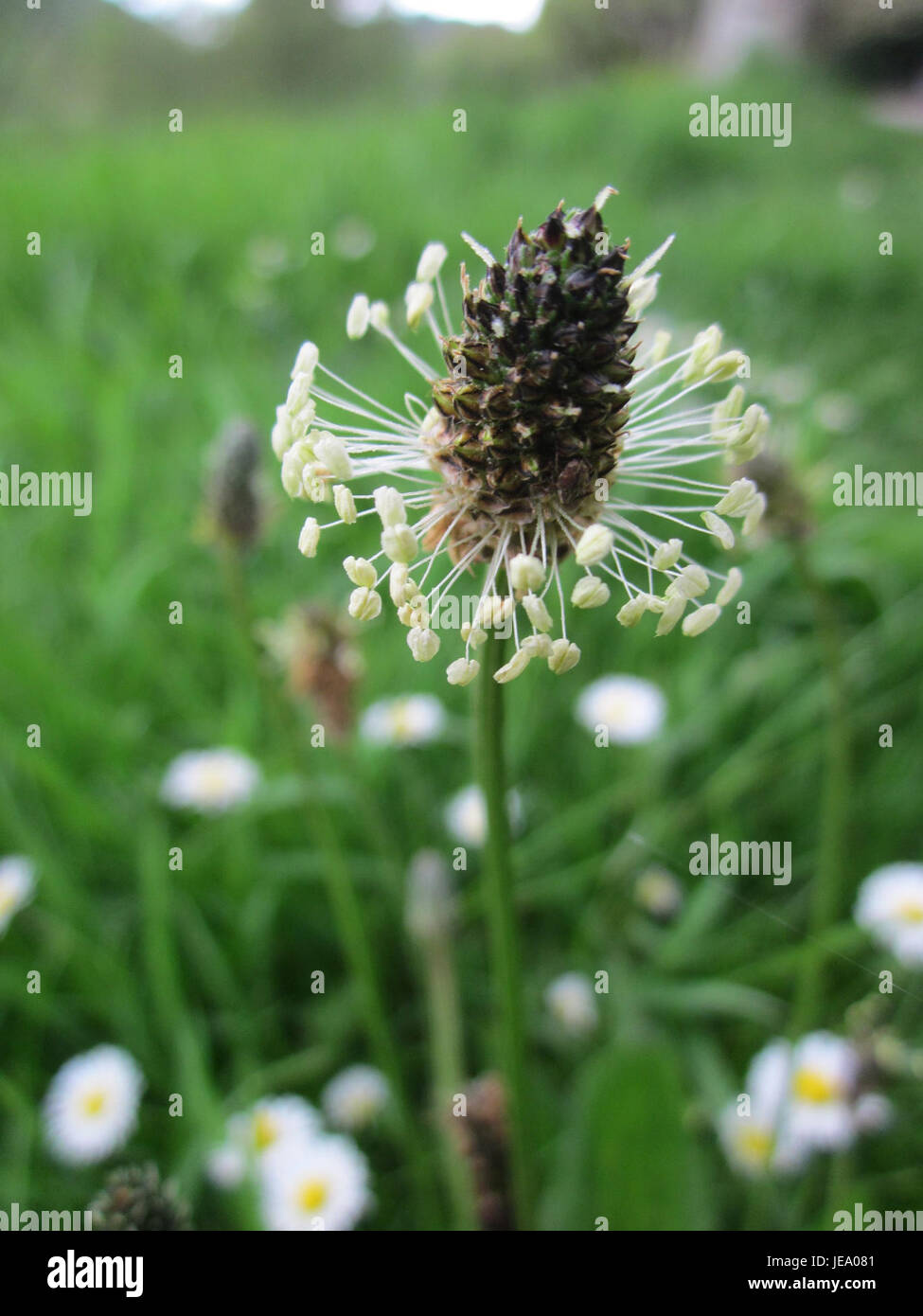 Lo Spitzwegerich, noto come plantain, è un'erba comune che si trova in vari habitat, tra cui la città di Saarbruecken, in Germania. Questa specie è usata nella medicina tradizionale per le sue proprietà antinfiammatorie e curative. Foto Stock