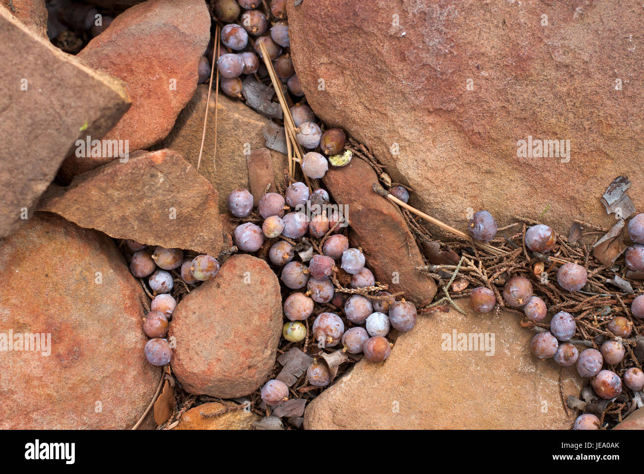 Una fotografia che mostra le bacche che somigliano al mortaio, evidenziando i motivi unici della natura e la diversità della vita vegetale. Foto Stock