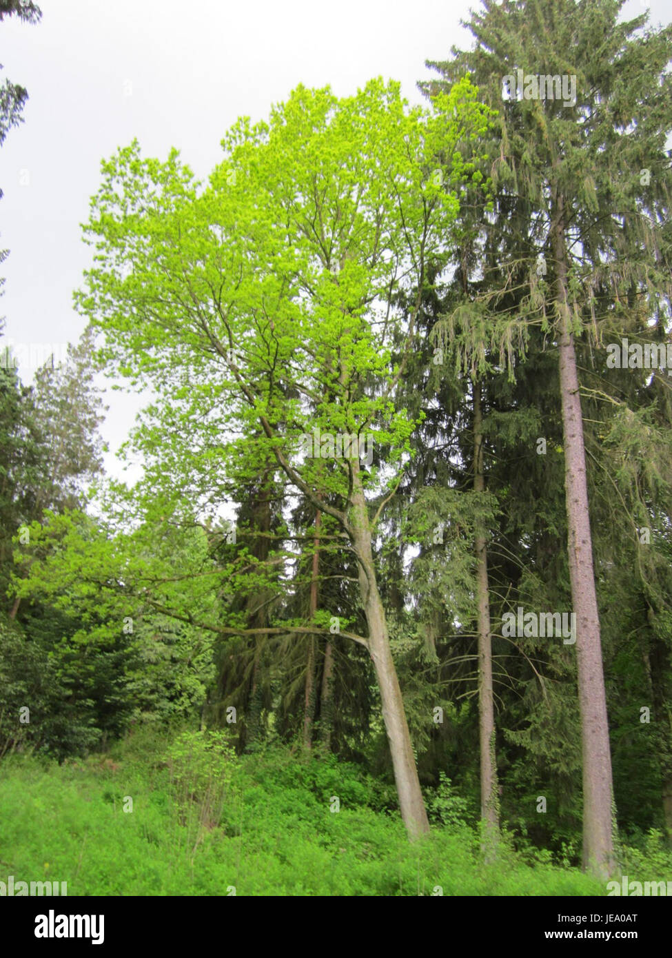 Questa immagine mostra l'Hauptfriedhof (cimitero principale) a Saarbrücken, Germania. Il cimitero funge da sito storico e culturale, con monumenti e lapidi che riflettono la storia e il patrimonio culturale della città. Foto Stock