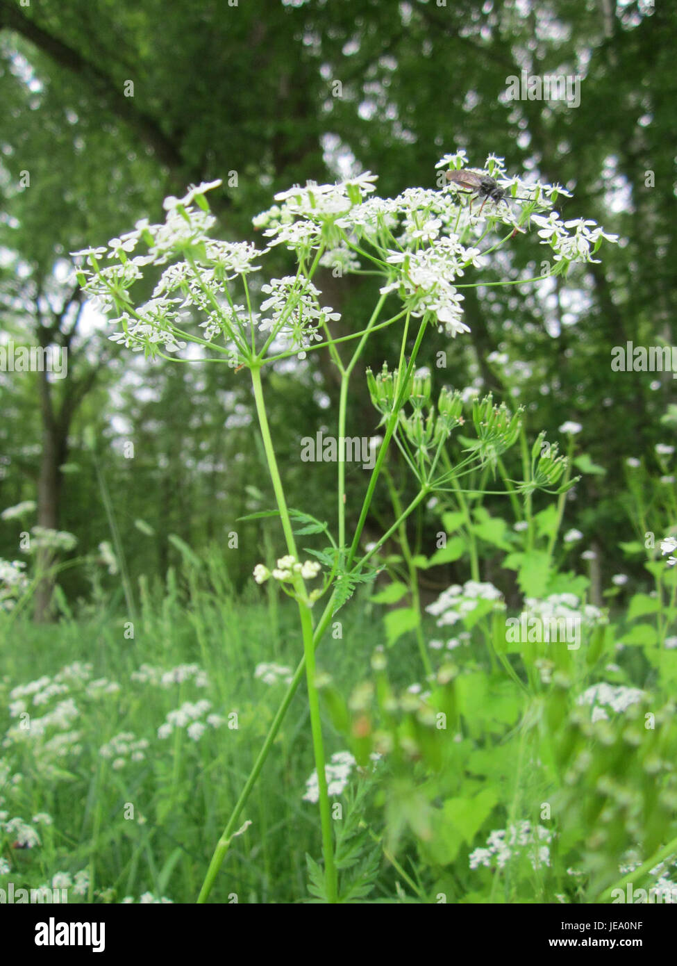 Wiesenkerbel, una specie vegetale osservata a Hockenheim, Germania, il 16 maggio 2013, è nota per i suoi fiori gialli brillanti e il suo ruolo negli ecosistemi dei prati. Fa parte della famiglia delle Asteraceae. Foto Stock