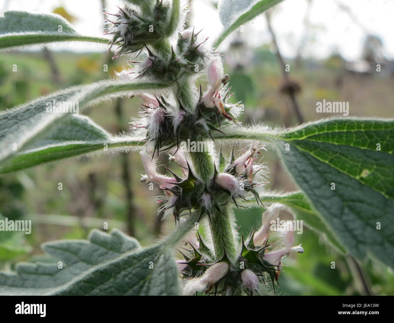 L'immagine mostra Leonurus cardiaca, comunemente noto come erba madre, un'erba perenne usata nella medicina tradizionale, osservata il 28 settembre 2014. Foto Stock