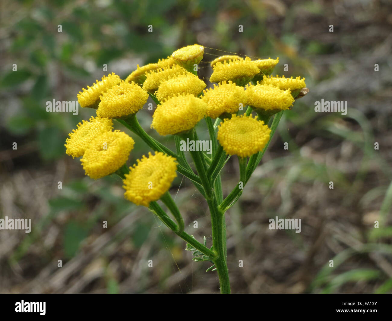 Questa fotografia raffigura il Tanacetum vulgare, comunemente noto come tansy comune, scattato il 28 settembre 2014. La pianta è nota per i suoi fiori gialli luminosi e per gli usi medicinali nei rimedi tradizionali a base di erbe. Foto Stock