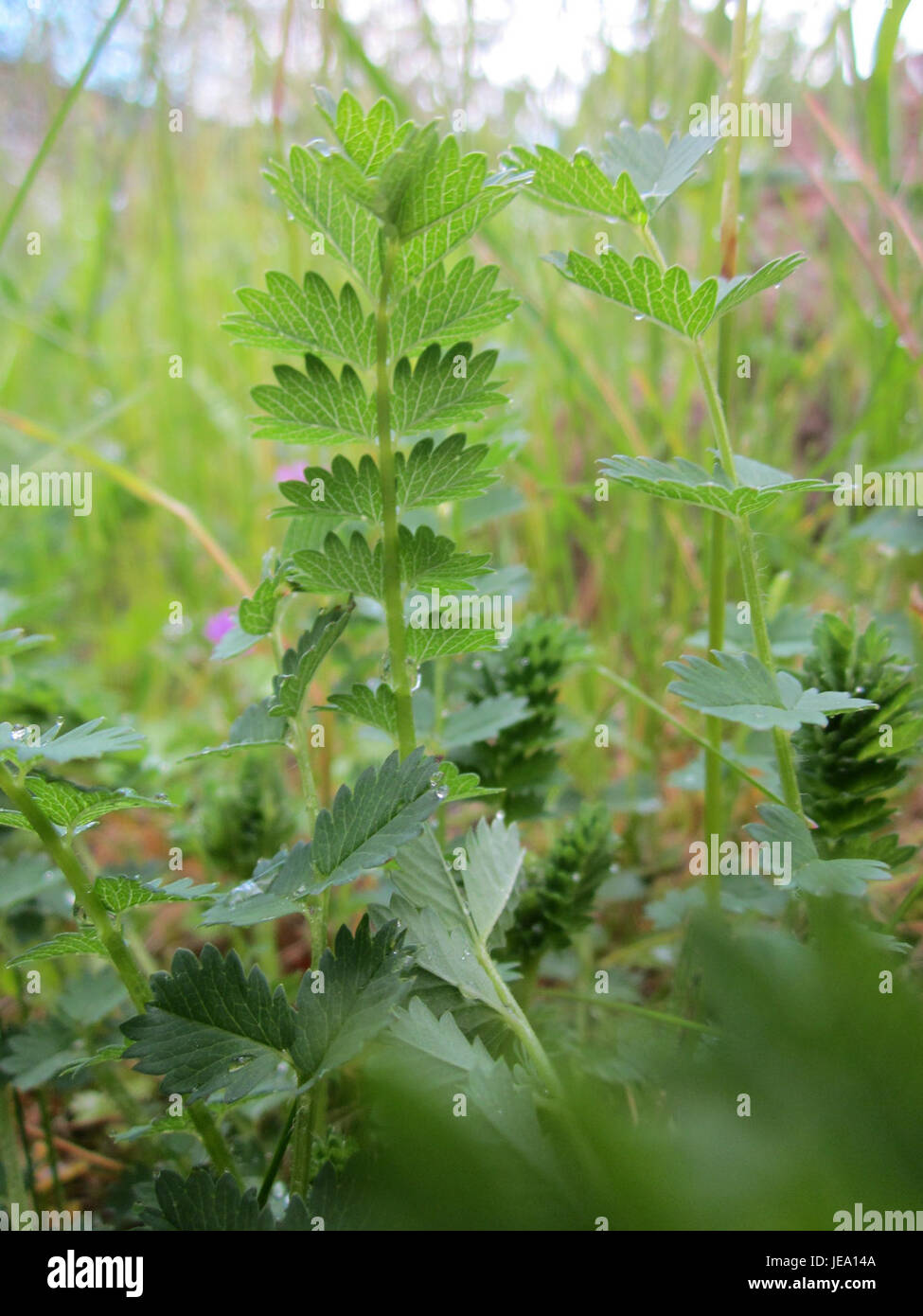 Kleine Bibernelle, nota anche come minor burnet, è una specie di piante che si trova a Saarbrücken, in Germania. La pianta è apprezzata per le sue proprietà medicinali ed è spesso utilizzata nei rimedi erboristici, in particolare nella medicina tradizionale europea. Foto Stock