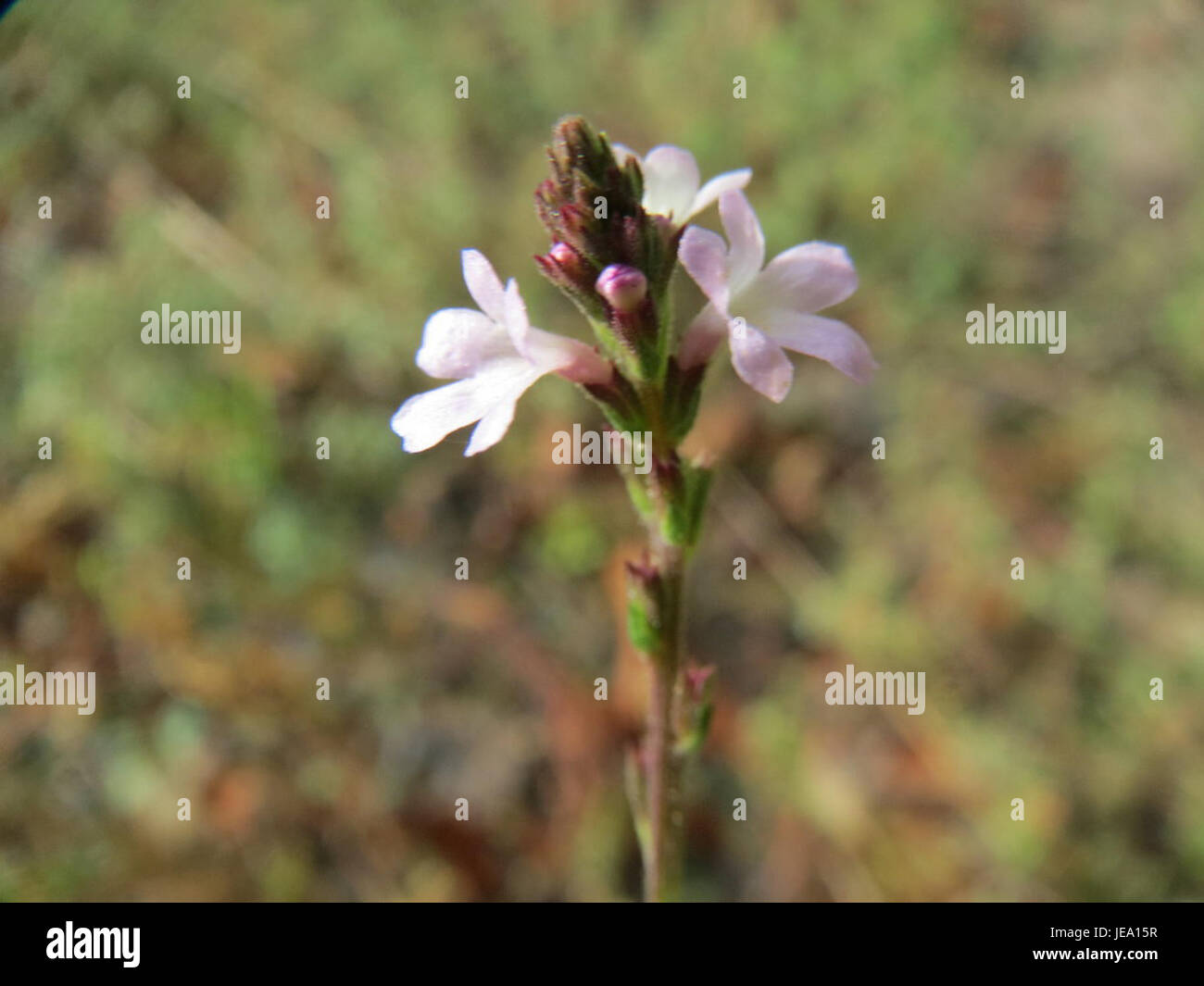 Verbena officinalis, comunemente nota come vervain, è una specie di piante in fiore utilizzata per il suo valore ornamentale e le proprietà medicinali. Ha una lunga storia di utilizzo nei rimedi tradizionali a base di erbe. Foto Stock