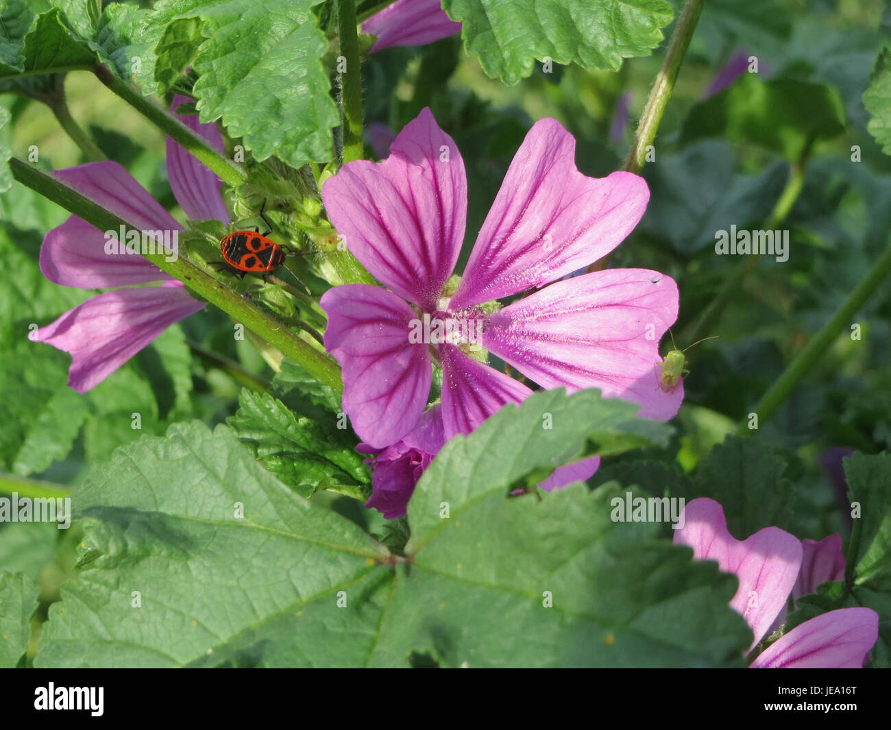 Questa immagine raffigura la Malva sylvestris, comunemente nota come malva comune, una pianta che si trova in una varietà di habitat. Nota per i suoi usi medicinali, la pianta presenta fiori viola e foglie lobate. È stato utilizzato nei rimedi a base di erbe, in particolare per le sue proprietà antinfiammatorie e lenitive. L'immagine evidenzia la bellezza naturale della pianta e il suo ruolo nella medicina tradizionale. Foto Stock