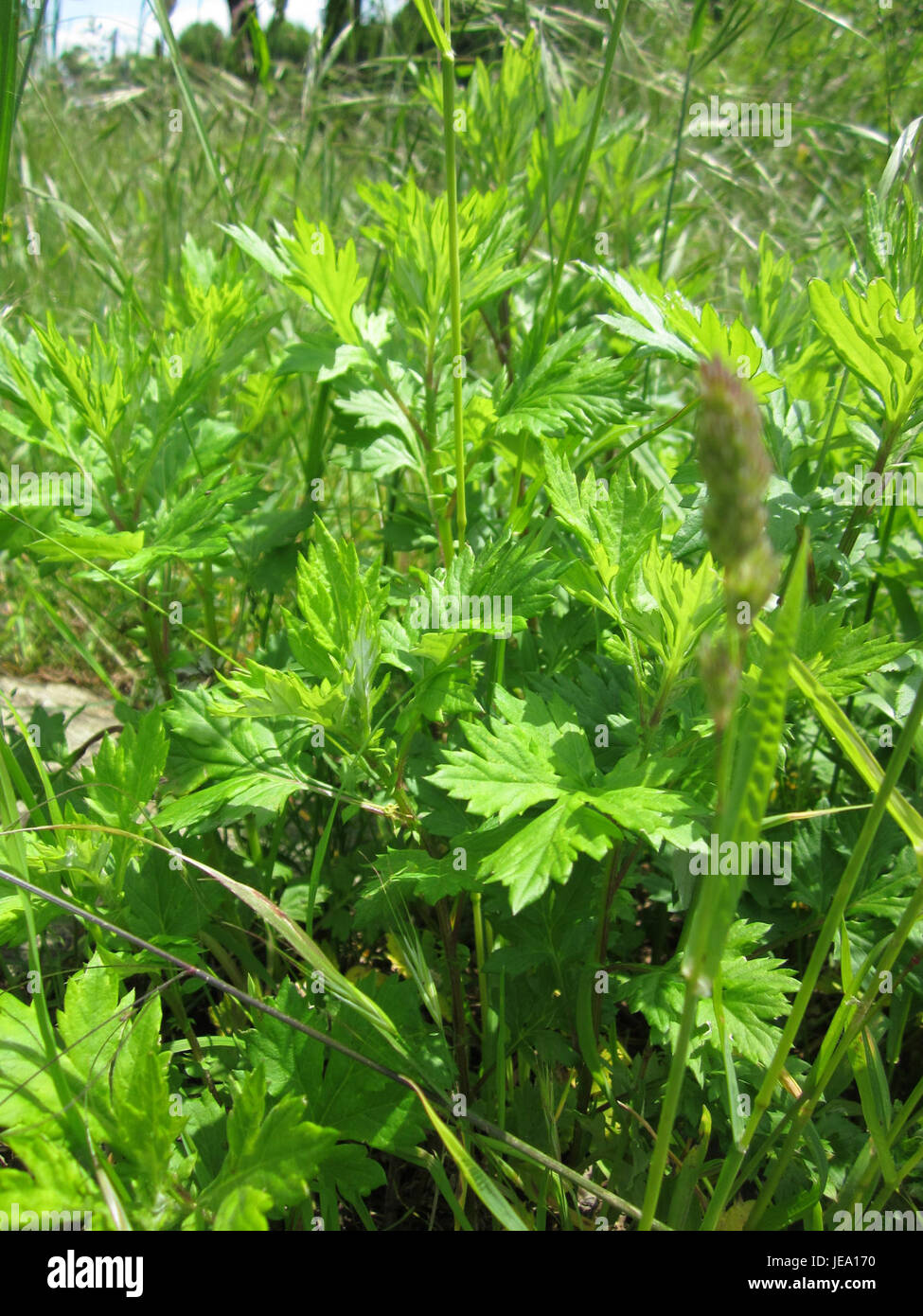 Beifuss Saarbruecken si riferisce a una specie di piante, probabilmente la mugwort comune (Artemisia vulgaris), che si trova nella regione di Saarbrücken. È nota per le sue proprietà medicinali, utilizzate nei rimedi tradizionali a base di erbe, e per la sua presenza nella flora locale della zona. Foto Stock