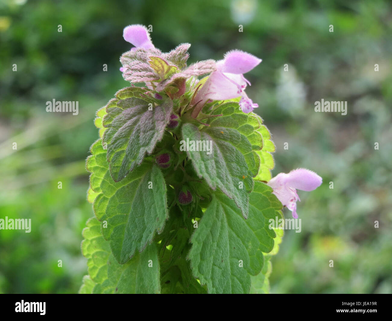 Il Lamium purpureum, noto come ortica morta rossa, è una specie di piante in fiore che si trova comunemente in Europa e in Asia. È conosciuta per i suoi vibranti fiori rossi o viola e per la sua capacità di crescere in vari ambienti, compresi i terreni disturbati. Foto Stock