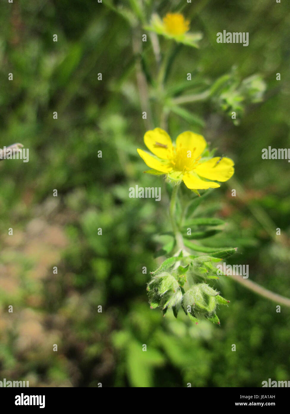 Questa immagine del 28 maggio 2013 mostra Fingerkraut, o cinquefoil, un impianto trovato a Reilingen, in Germania. La pianta è nota per le sue proprietà medicinali e ornamentali, spesso utilizzate nei rimedi tradizionali a base di erbe. Foto Stock