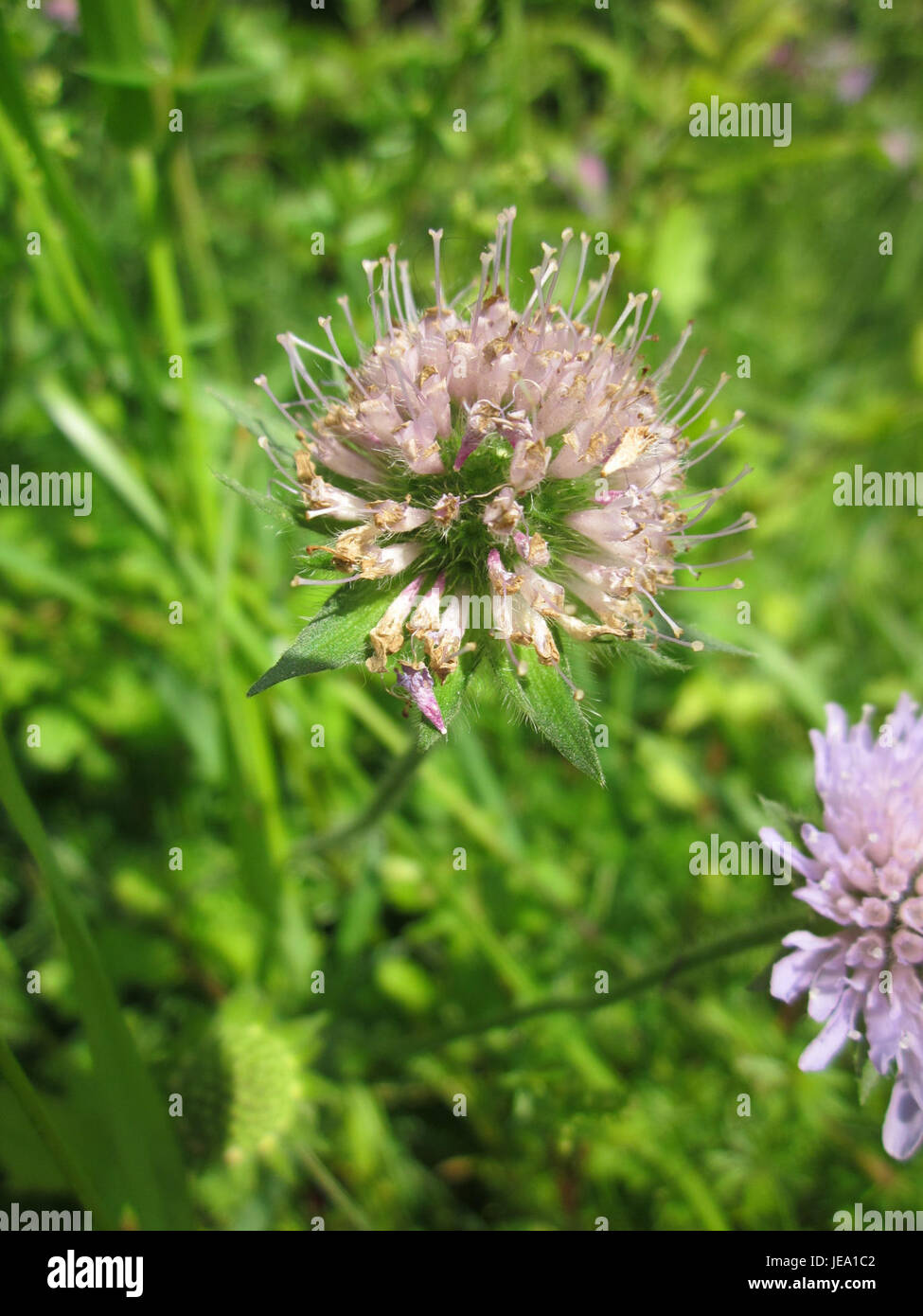 L'immagine cattura la Tauben-Skabiose (Scabiosa columbaria), una pianta in fiore trovata a Reilingen. Conosciuta per i suoi fiori unici blu-viola, questa pianta è comune nei prati europei. I suoi petali formano un ammasso arrotondato, simile a un bottone, attirando impollinatori come api e farfalle. La scena illustra l'habitat naturale della pianta. Foto Stock