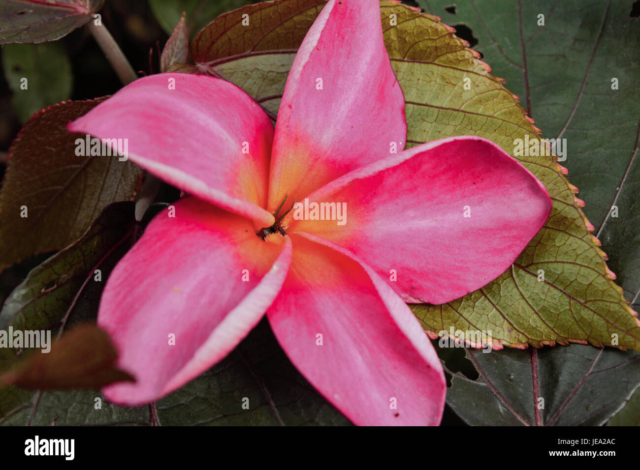 Rosa fiori hawaiano Foto Stock