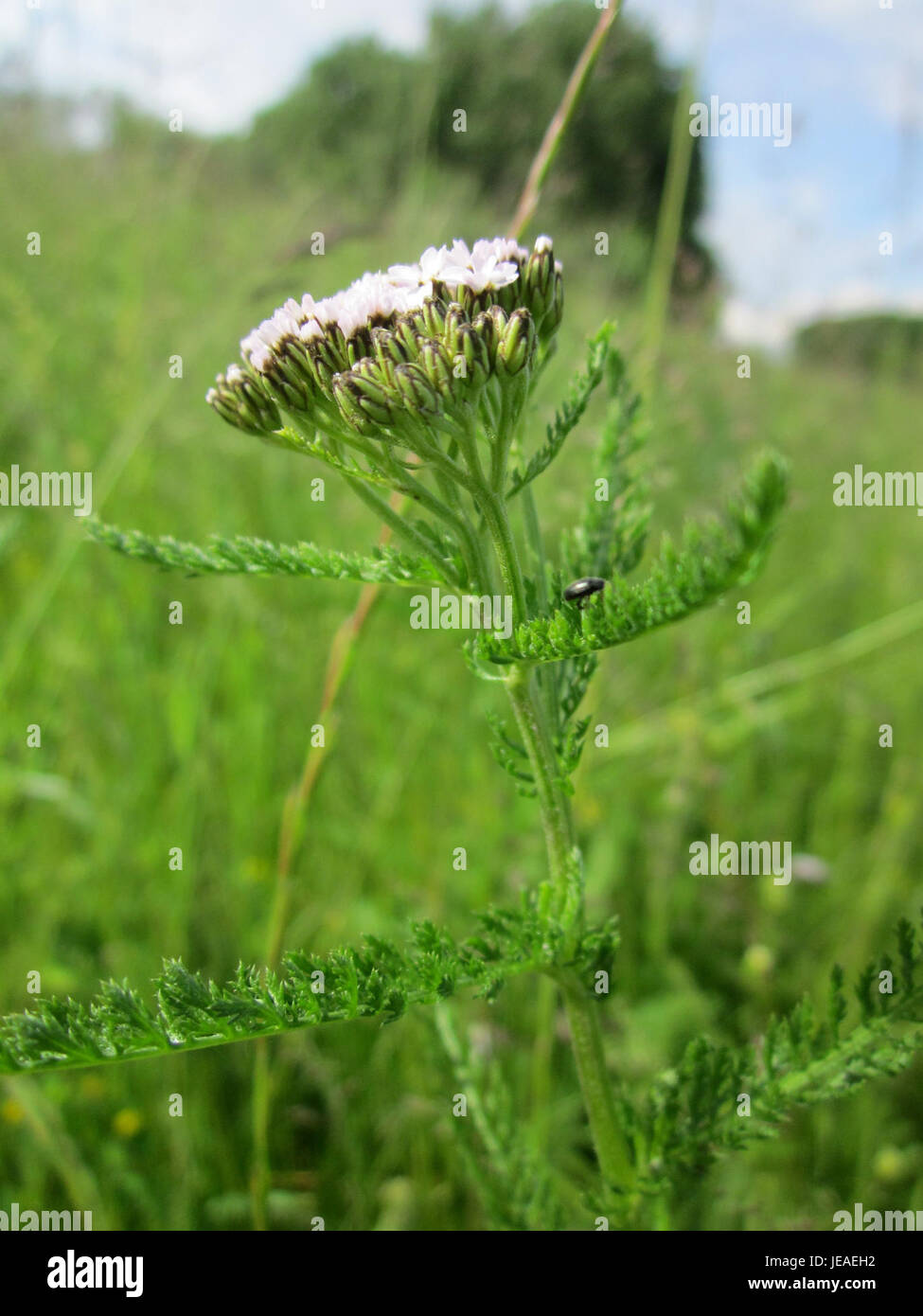 Lo Schafgarbe, o yarrow, è un'erba perenne che si trova ad Altlussheim, nota per le sue proprietà medicinali. È stato usato tradizionalmente per i suoi effetti curativi sulle ferite e sui vari disturbi. Foto Stock