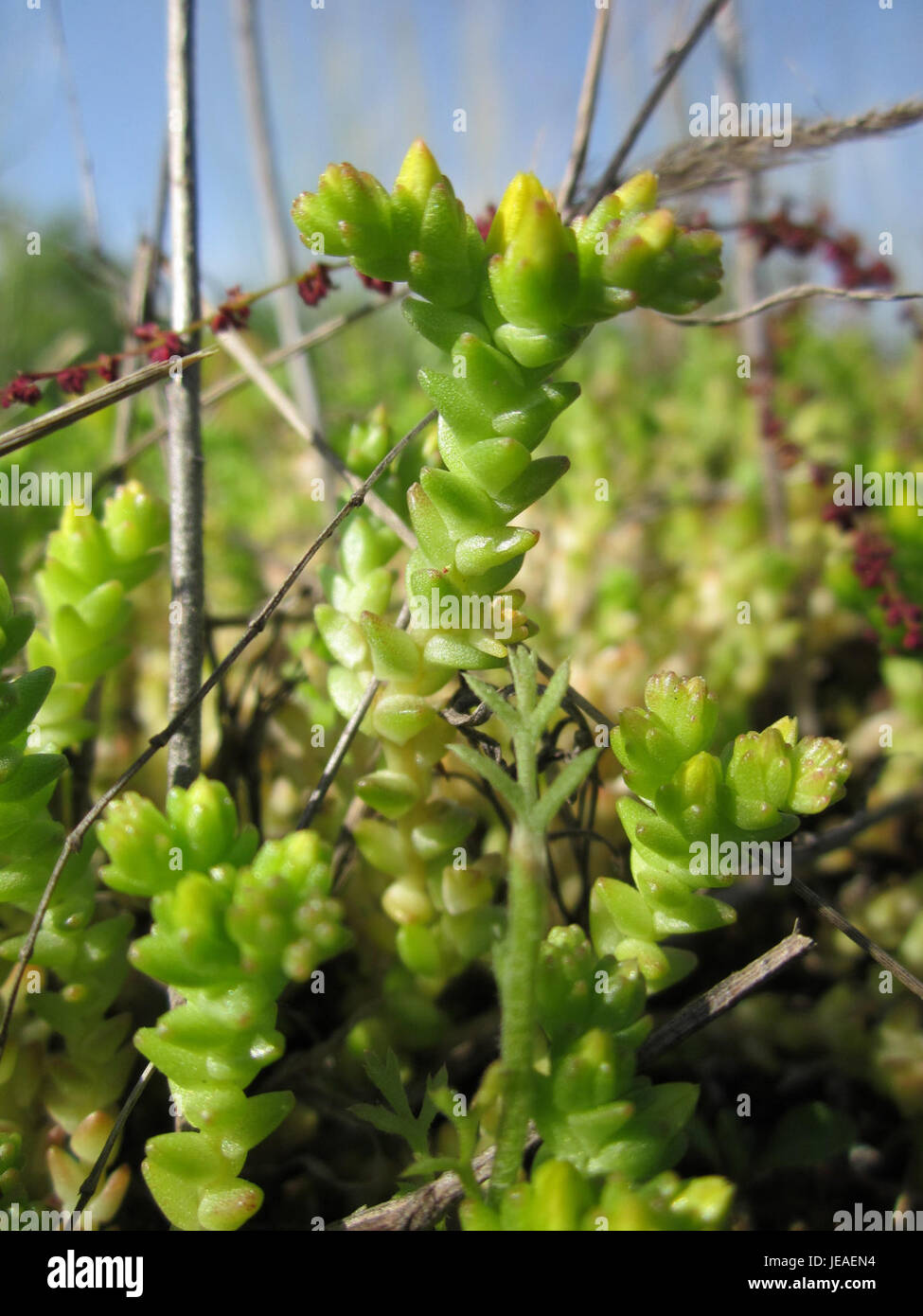 Il Mauerpfeffer, o pepe da parete, è una pianta dura e perenne che spesso cresce nelle fessure o sulle pareti in ambienti urbani e rurali. È noto per la sua adattabilità ai vari climi. Foto Stock