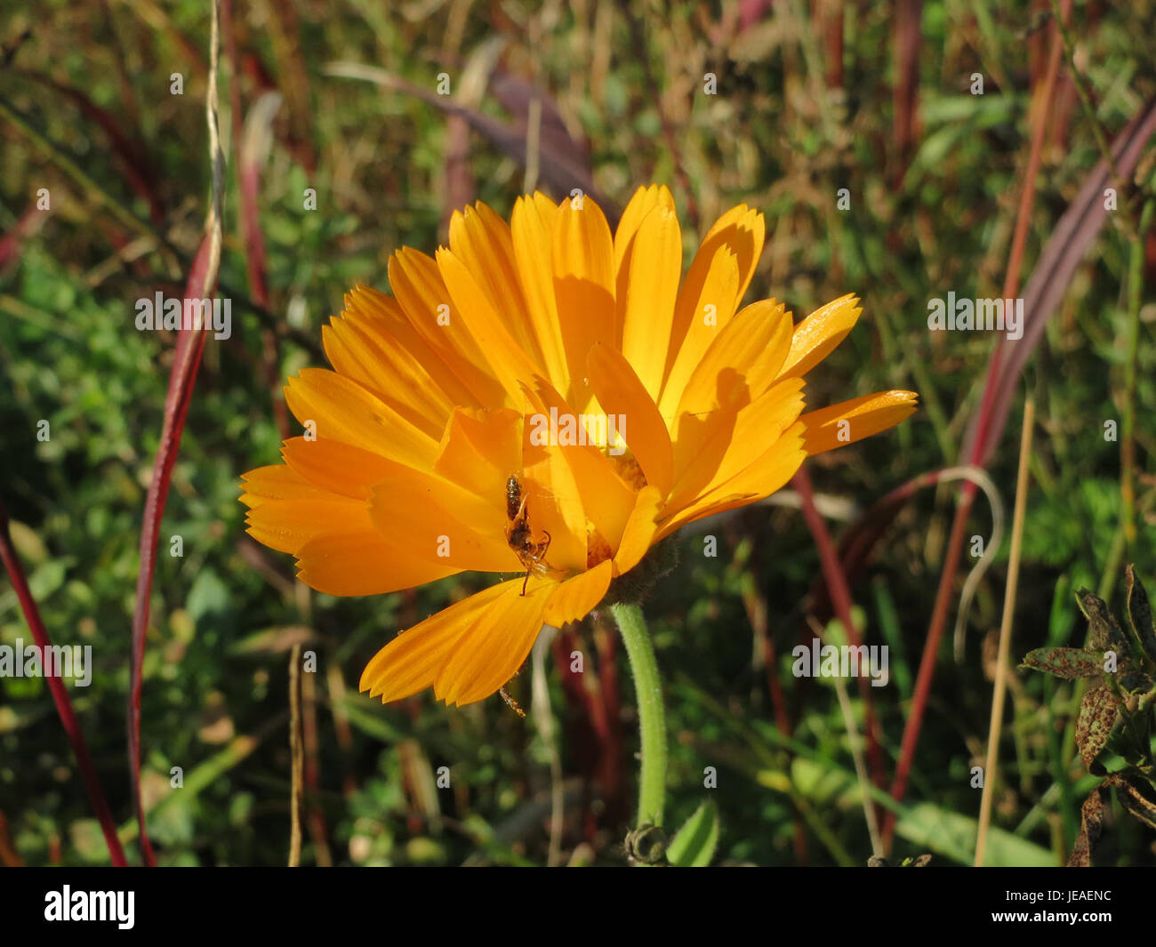 Questa fotografia del 3 ottobre 2014 mostra Calendula officinalis, comunemente nota come calendula, nota per i suoi fiori di arancio brillante e le proprietà medicinali nei rimedi erboristici. Foto Stock