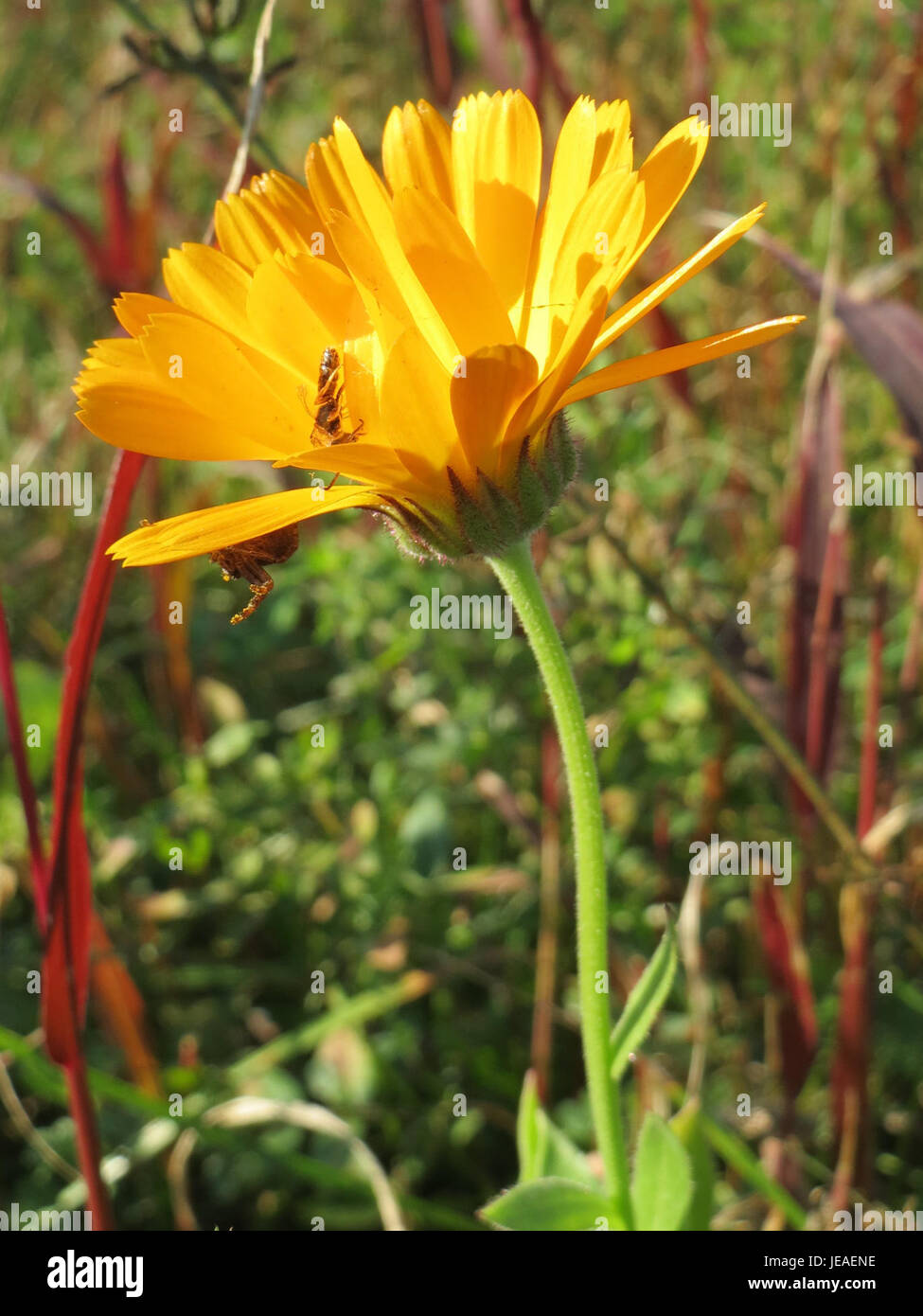 Questa immagine cattura Calendula officinalis, comunemente nota come calendula, fotografata il 3 ottobre 2014. La calendula è nota per i suoi fiori arancioni e gialli luminosi ed è spesso utilizzata nei rimedi erboristici e nel giardinaggio ornamentale. Foto Stock