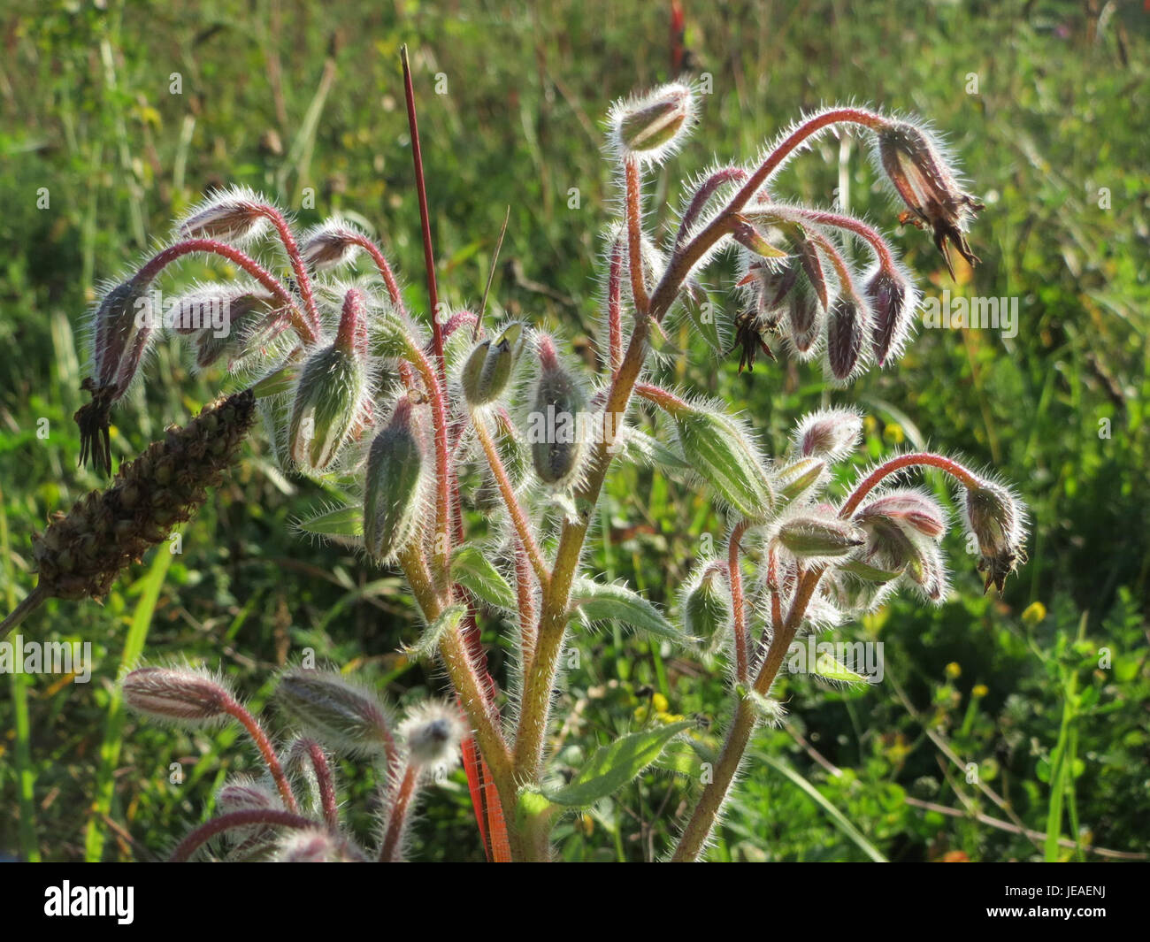 Questa immagine del 3 ottobre 2014 raffigura il Borago officinalis, comunemente noto come borragine. Questa pianta è nota per le sue proprietà medicinali e per il suo uso nei rimedi tradizionali a base di erbe. Foto Stock