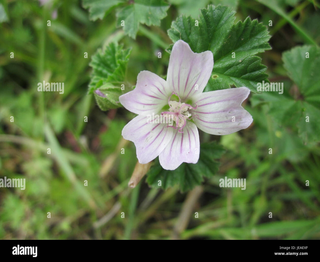 L'immagine mostra un Wegmalve (Malva sylvestris), comunemente noto come malore comune, che cresce a Hockenheim. Questa pianta è nota per le sue proprietà medicinali ed è spesso utilizzata nei rimedi erboristici. Foto Stock