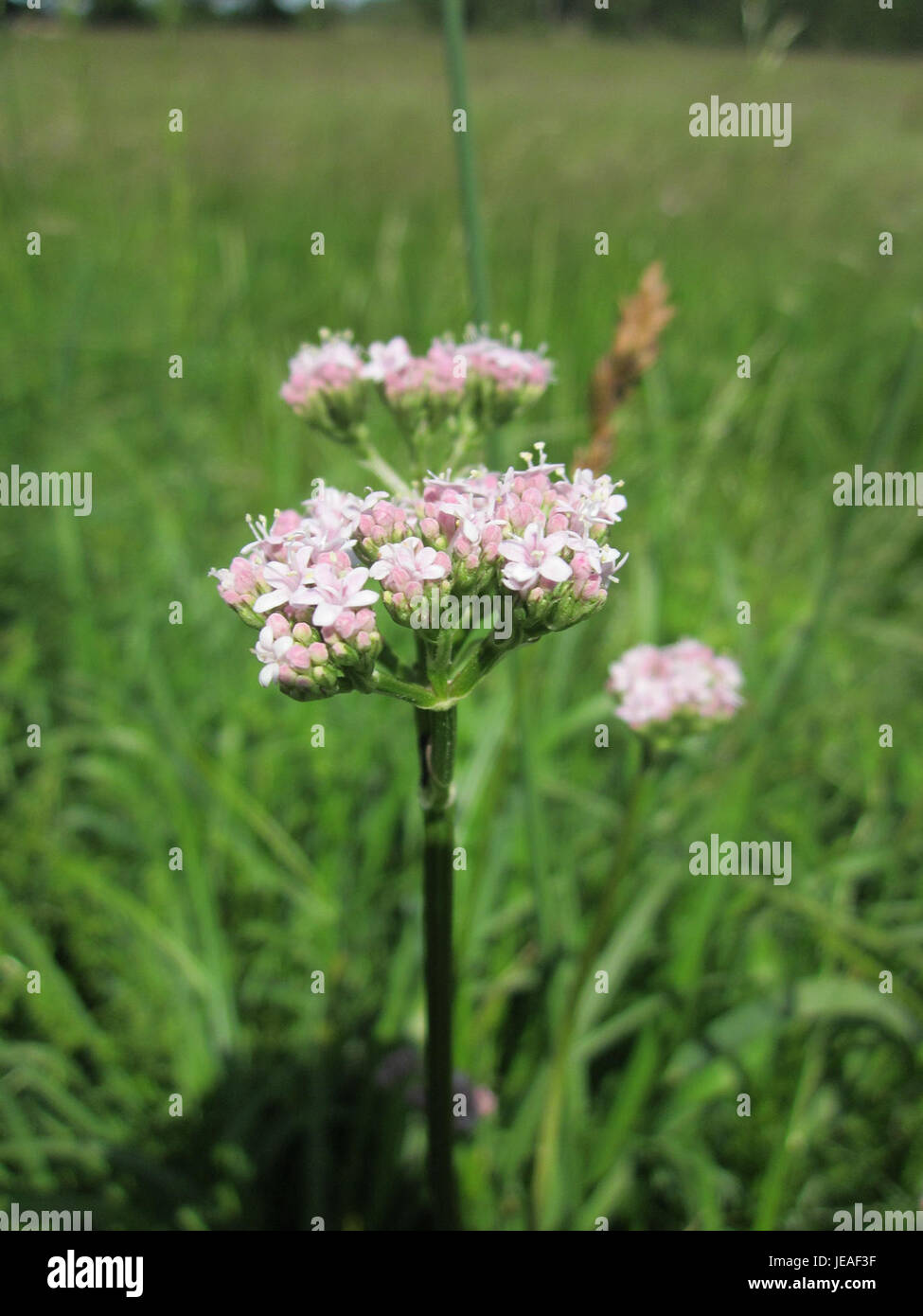 Questa immagine del 2 giugno 2013 mostra Valerian (Baldrian) in fiore a Hockenheim, Germania. Noto per le sue proprietà medicinali, Valerian è usato per i suoi effetti calmanti e sedativi, in particolare nei rimedi erboristici. Foto Stock