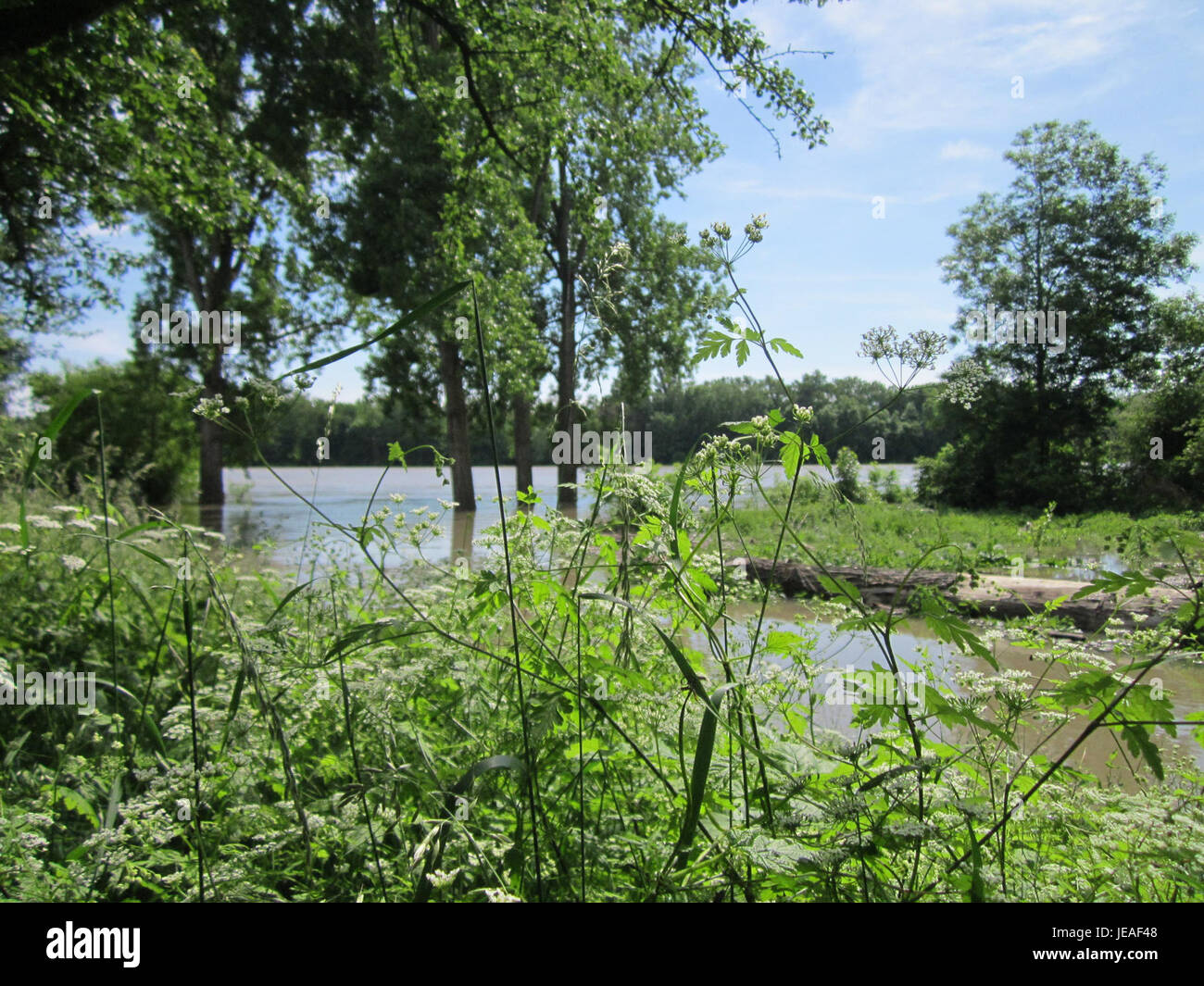 Il Rheinhochwasser si riferisce alle alte acque del fiume Reno, in particolare nella regione di Altlussheim. Questo evento è spesso documentato per il suo impatto sulle comunità locali e sulla gestione ambientale. Foto Stock