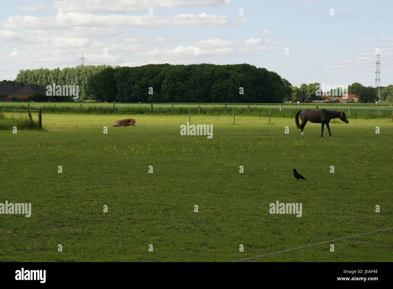 2013.06.02.160558 Pferde Gut Ruhhof Wesel Foto Stock