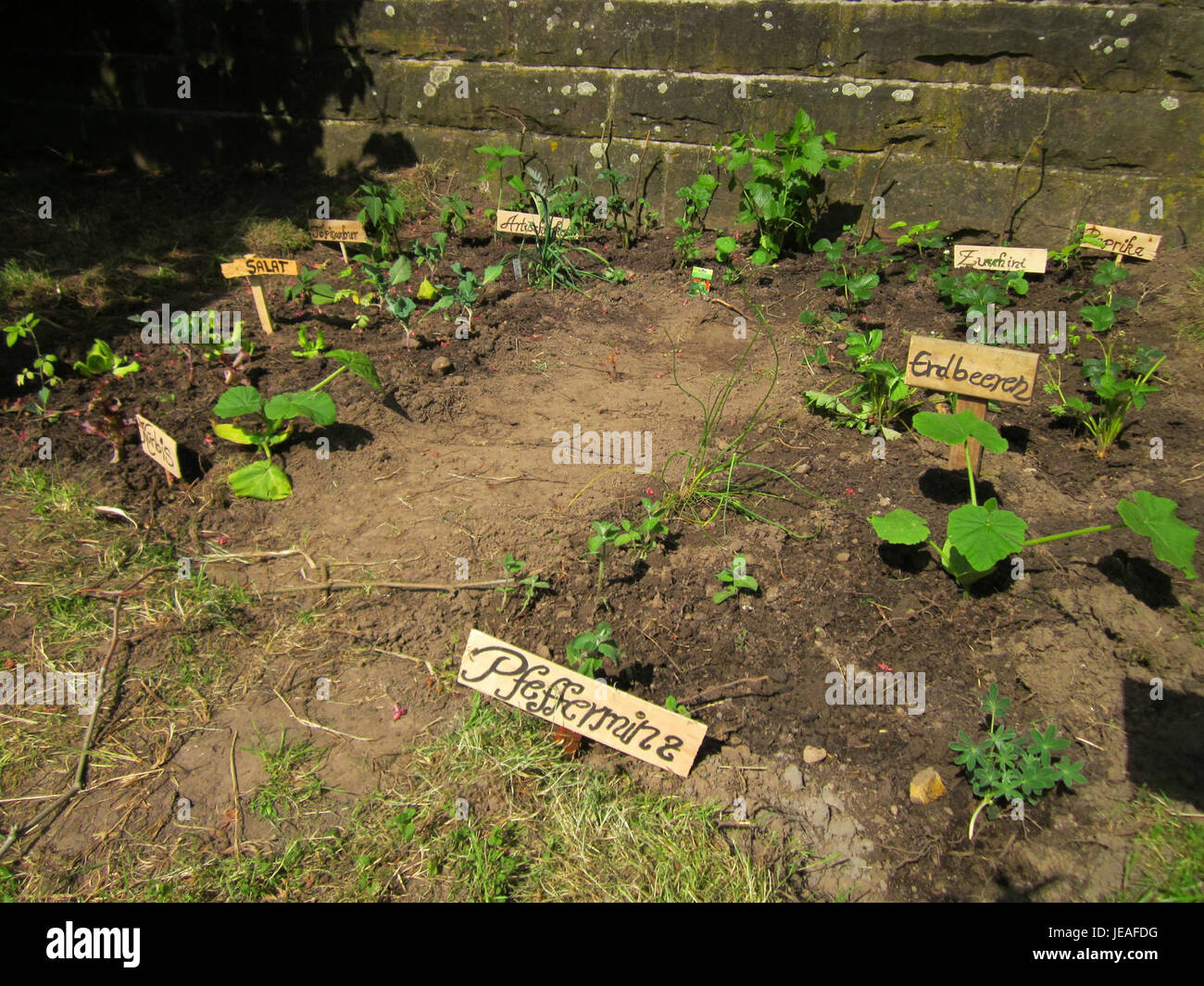 La Guerilla Garten di Staden è un'iniziativa di giardinaggio urbano che promuove l'agricoltura sostenibile negli spazi pubblici. Fornisce alle comunità locali prodotti freschi e allo stesso tempo migliora l'ambiente urbano. Foto Stock