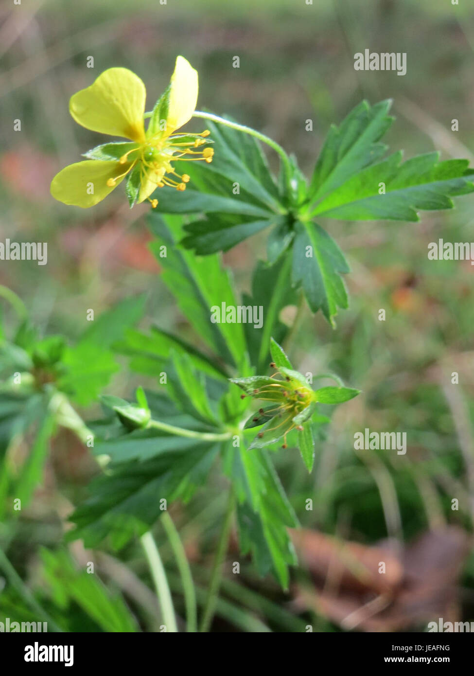 Fotografia scattata il 12 ottobre 2014 di Potentilla erecta, comunemente nota come il tormentolo comune. Questa pianta è originaria dell'Europa ed è nota per i suoi usi medicinali, in particolare nei rimedi erboristici. Foto Stock