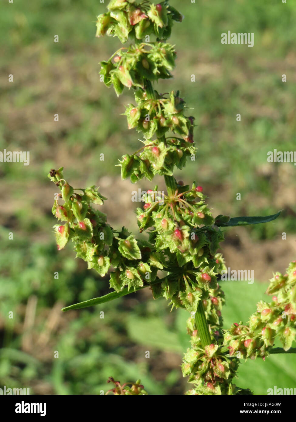 Una fotografia di Rumex obtusifolius, noto anche come bacino a foglia larga, una pianta perenne comunemente presente in terreni disturbati e aree di rifiuti. Foto Stock