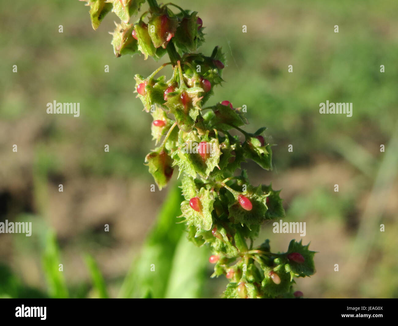 Il Rumex obtusifolius, comunemente noto come bacino a foglia larga, è una specie di piante erbacee spesso presente in terreni disturbati. Questa fotografia del 14 ottobre 2014 mostra le sue caratteristiche foglie larghe e gli alti gambi fioriti. Foto Stock