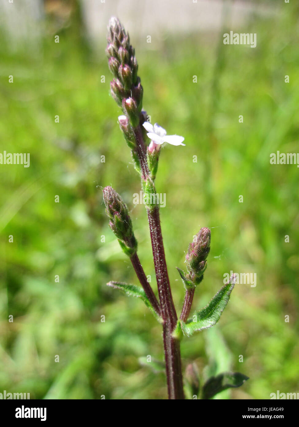Questa immagine raffigura *Eisenkraut* (*Verbena officinalis*), un'erba perenne originaria dell'Europa e di alcune parti dell'Asia. Noto per le sue proprietà medicinali, è stato utilizzato nei rimedi tradizionali a base di erbe per secoli. La pianta presenta piccoli fiori viola e foglie frastagliate, che crescono su terreni soleggiati e ben drenati. Foto Stock