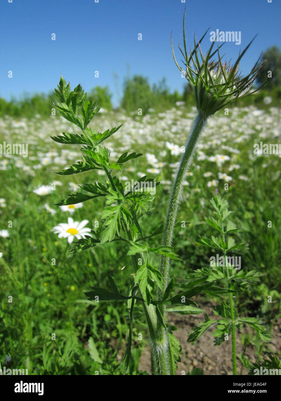 Wilde Moehre Horststuecker si riferisce alla carota selvatica, una specie vegetale nota per i suoi ammassi bianchi in fiore e le delicate foglie piume. È un parente selvaggio della carota coltivata e si trova in Europa e in Asia. Foto Stock