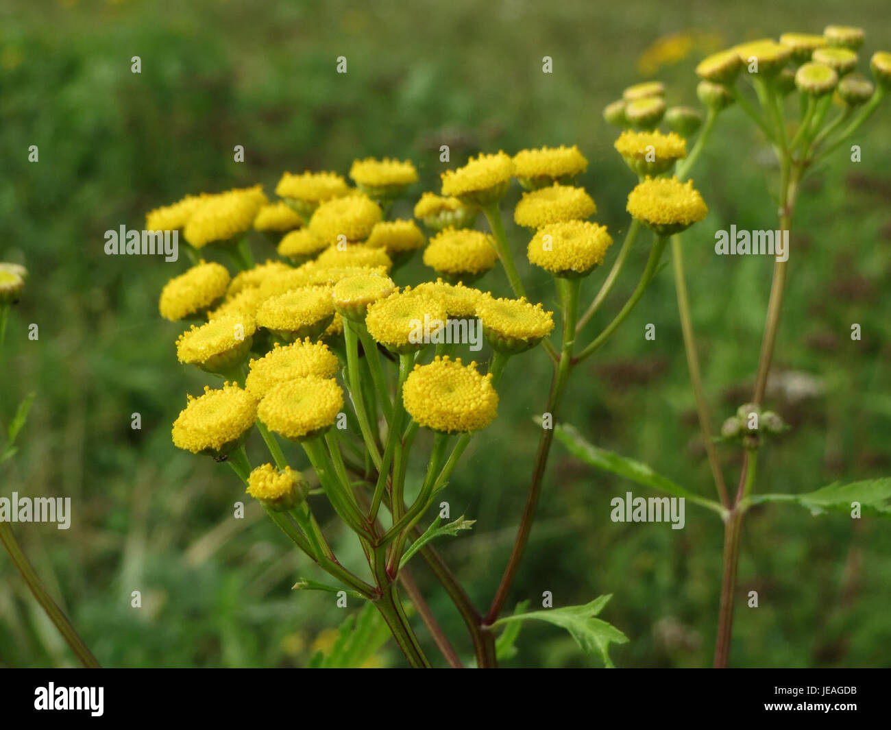 Il Tanacetum vulgare, comunemente noto come tansy, è un'erba perenne originaria dell'Europa e dell'Asia. È conosciuta per le sue proprietà medicinali e i suoi caratteristici fiori gialli. Il Tansy è stato utilizzato storicamente nei rimedi erboristici e come pianta ornamentale. Foto Stock