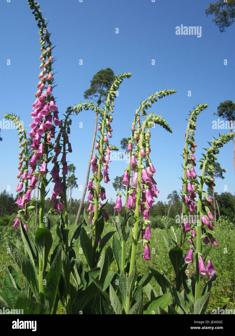 Roter Fingerhut, noto anche come digitalis purpurea, è una specie di pianta in fiore che si trova a Schwetzinger Hardt, nota per i suoi fiori tubulari viola e le sue proprietà medicinali. Foto Stock