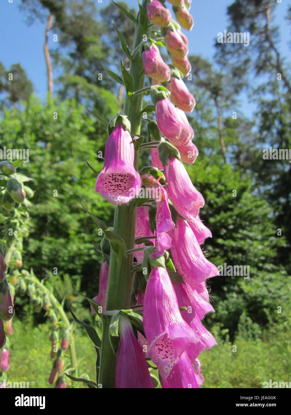 "Roter Fingerhut" si riferisce al nome comune di digitalis purpurea, noto anche come foxglove, una pianta originaria dell'Europa. La pianta, osservata a Schwetzinger Hardt, è nota per i suoi fiori viola a forma di campana ed è spesso utilizzata nel giardinaggio ornamentale. Foto Stock