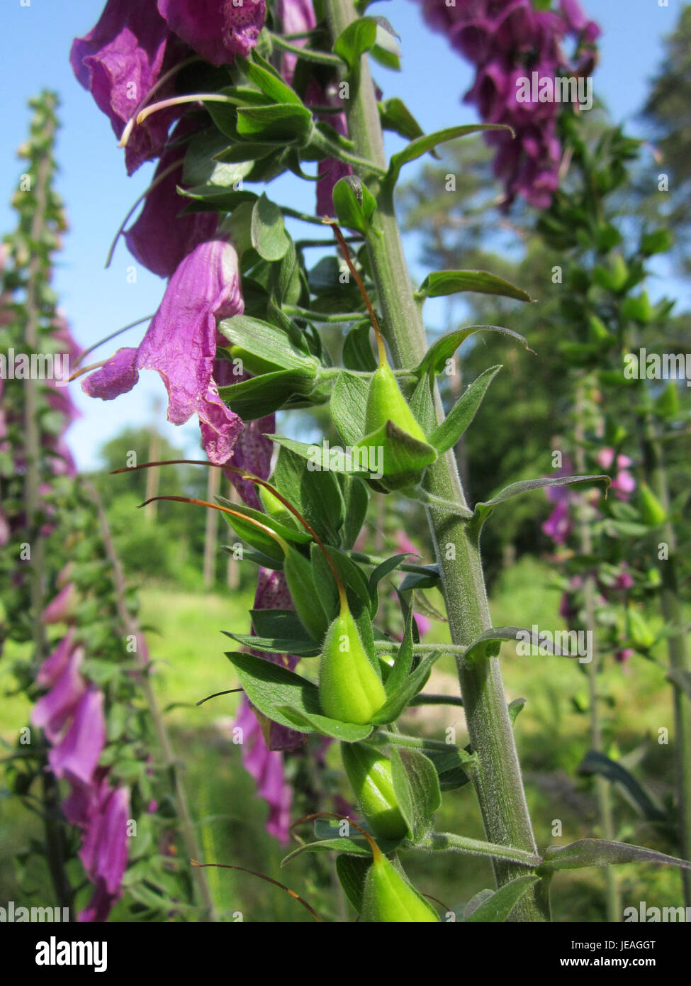 Roter Fingerhut, noto anche come digitalis purpurea, è una specie di piante che si trova a Schwetzinger Hardt, in Germania. La pianta è nota per le sue alte punte di fiori tubolari, di colore viola e comunemente osservate in aree selvagge e giardini. Foto Stock